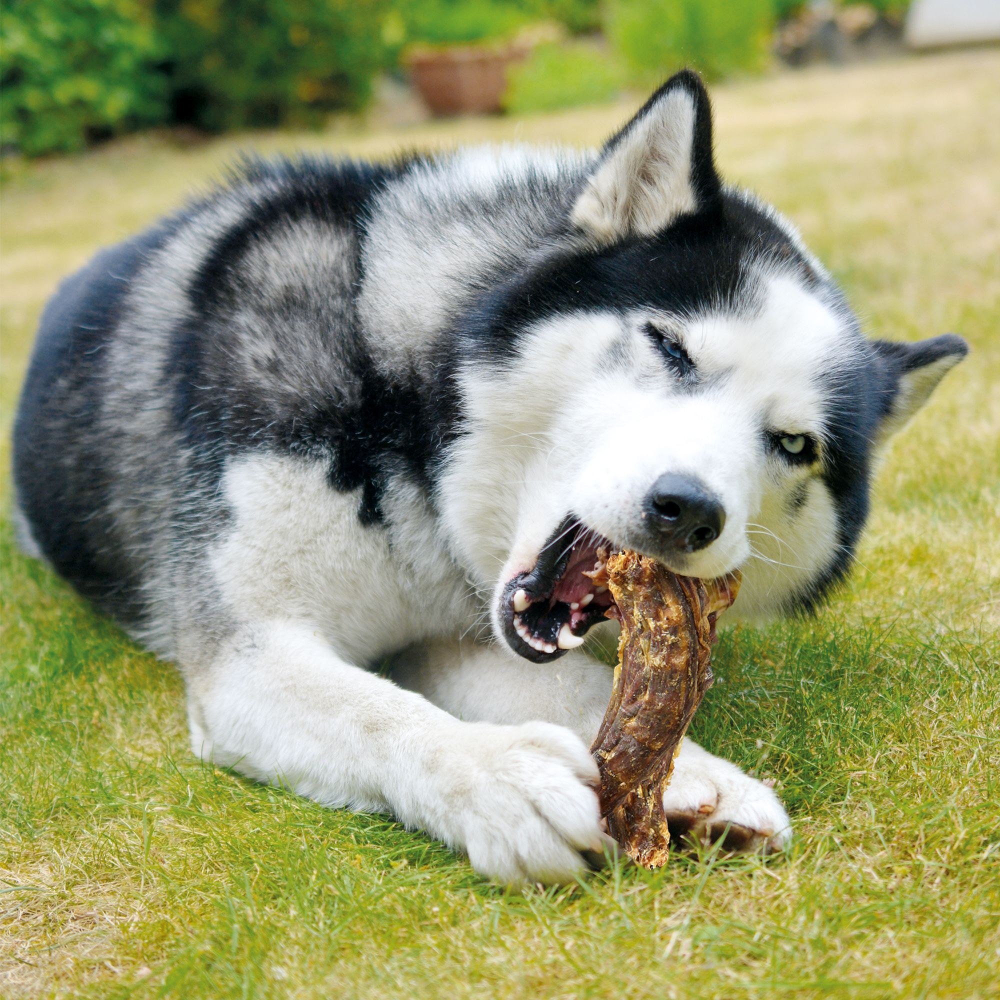 Schecker Hundesnack - Gänsehälse XXL