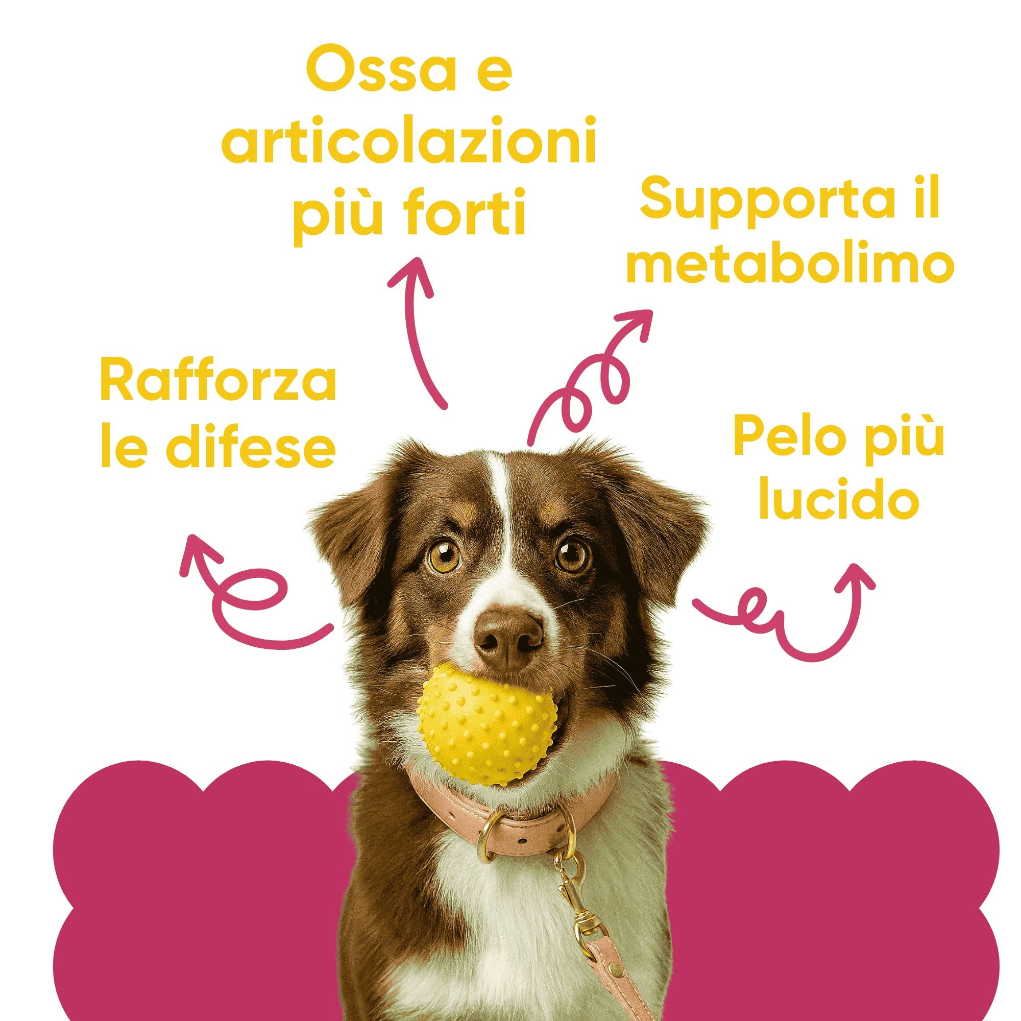 Hund mit Ball. Pfeile zeigen auf: Stärkere Knochen und Gelenke, Stoffwechselunterstützung, glänzendes Fell, stärkt die Abwehrkräfte.