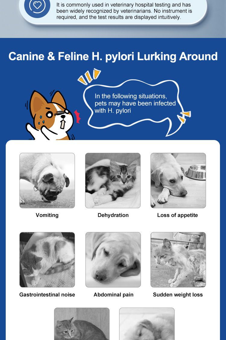 Infografik mit Symptomen von H. pylori bei Hunden und Katzen. Abbildungen von Tieren mit Text.