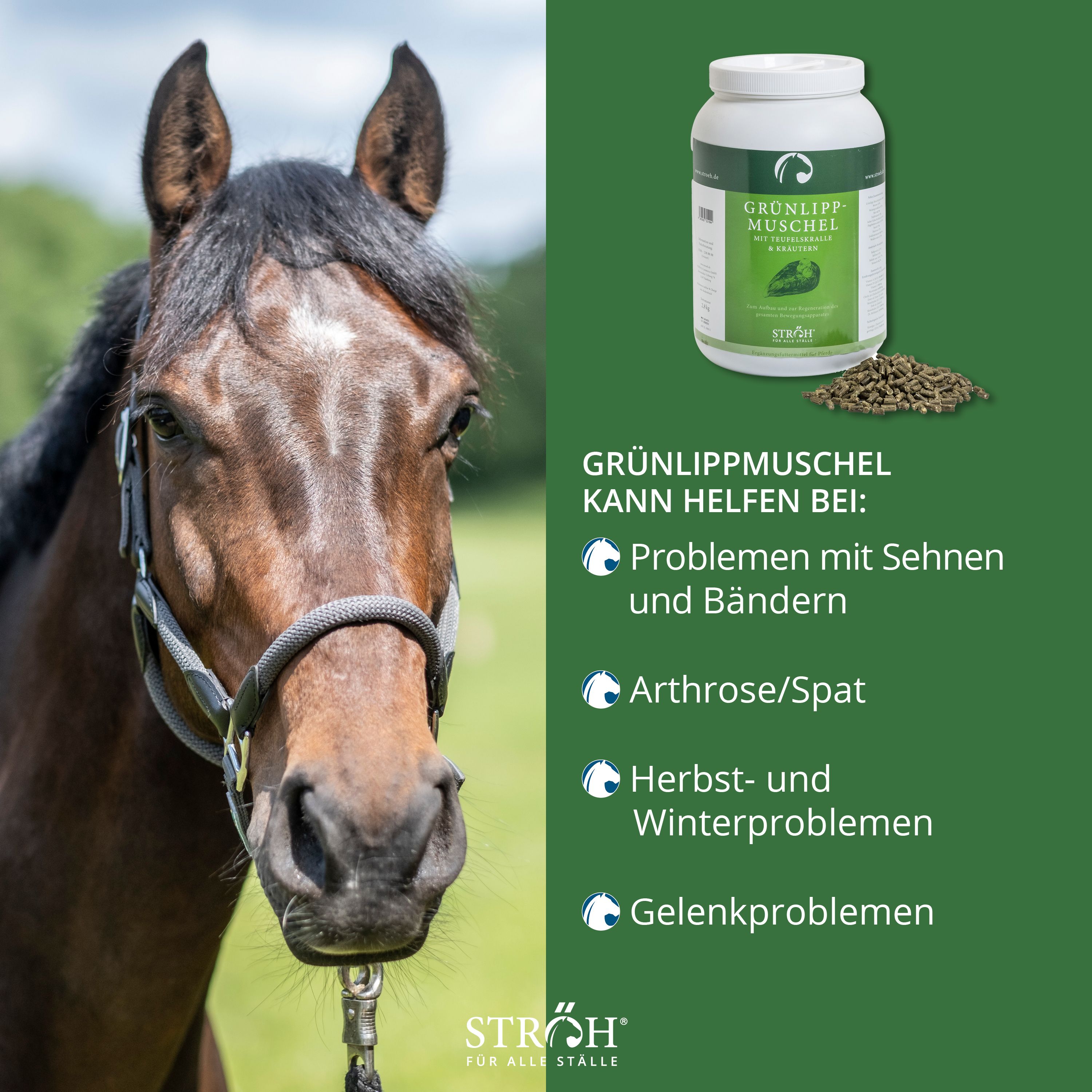 Pferd neben Produktbehältnis. Text: Grünlippmuschel kann helfen bei: Sehnen, Bändern, Arthrose, Gelenkproblemen.