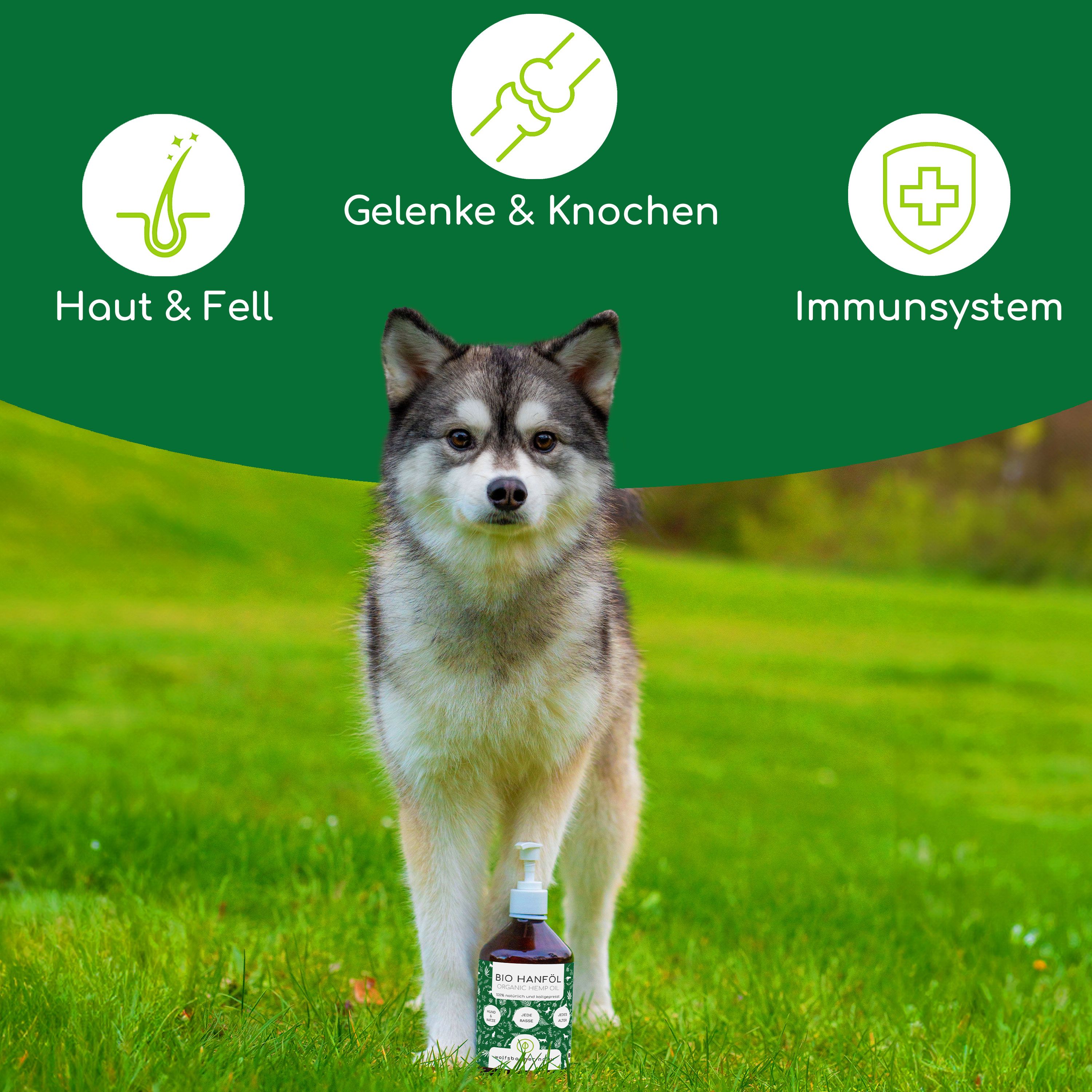 Hund auf Wiese mit Flasche. Auf der Flasche steht "BIO HANFÖL". Grafiken zeigen Haut & Fell, Gelenke & Knochen, Immunsystem.