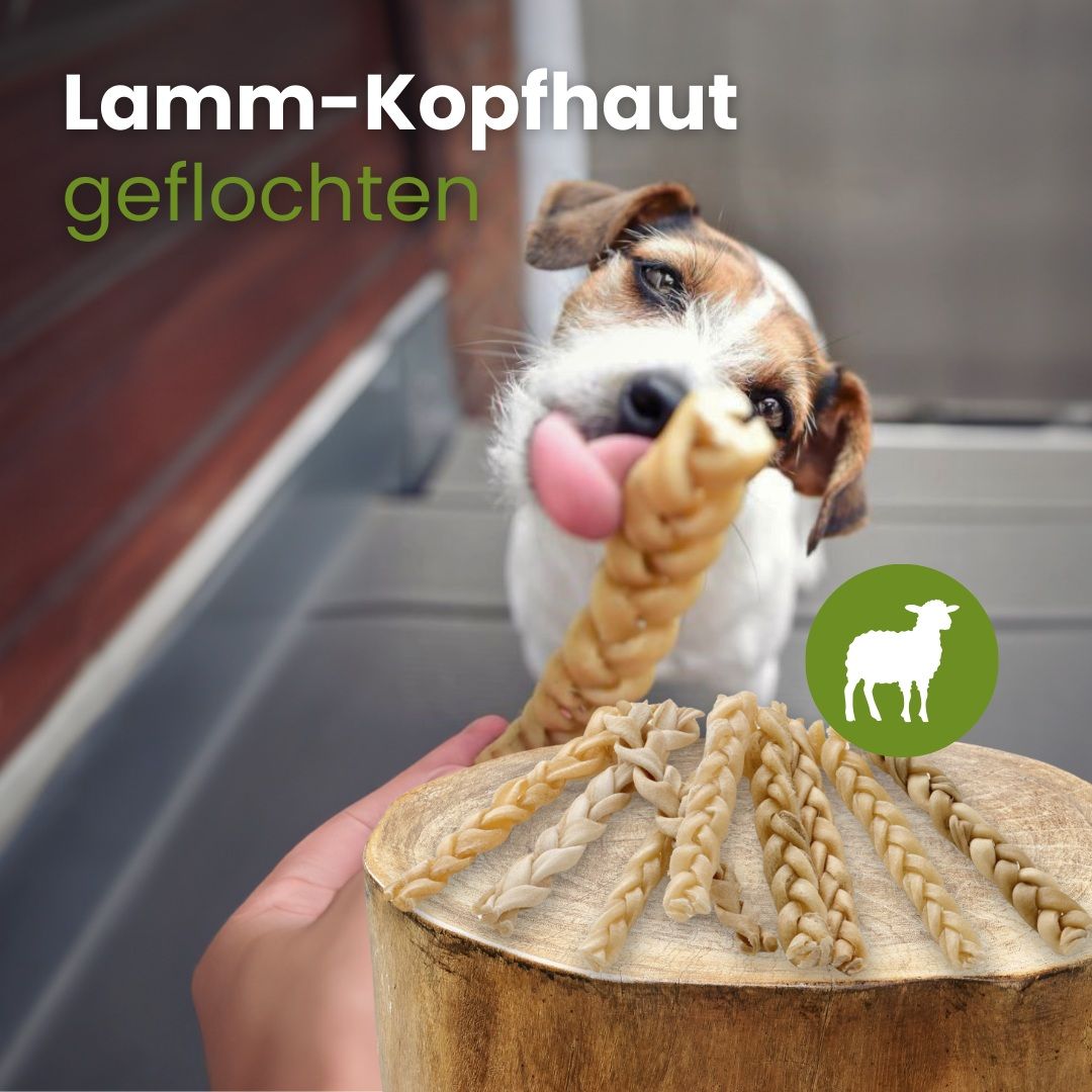 Hund kaut an geflochtener Lammkopfhaut.