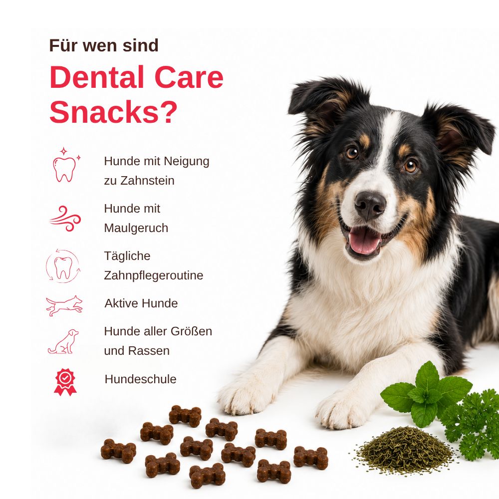 Hund mit Dental Care Snacks: Text und Icons erklären Vorteile für Hunde mit Zahnstein und Mundgeruch.