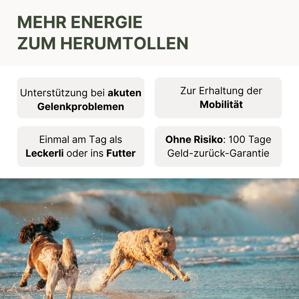 Zwei Hunde rennen am Strand. Text: "MEHR ENERGIE ZUM HERUMTOLLEN". Textfelder: Gelenkprobleme, Mobilität, Leckerli, Garantie.