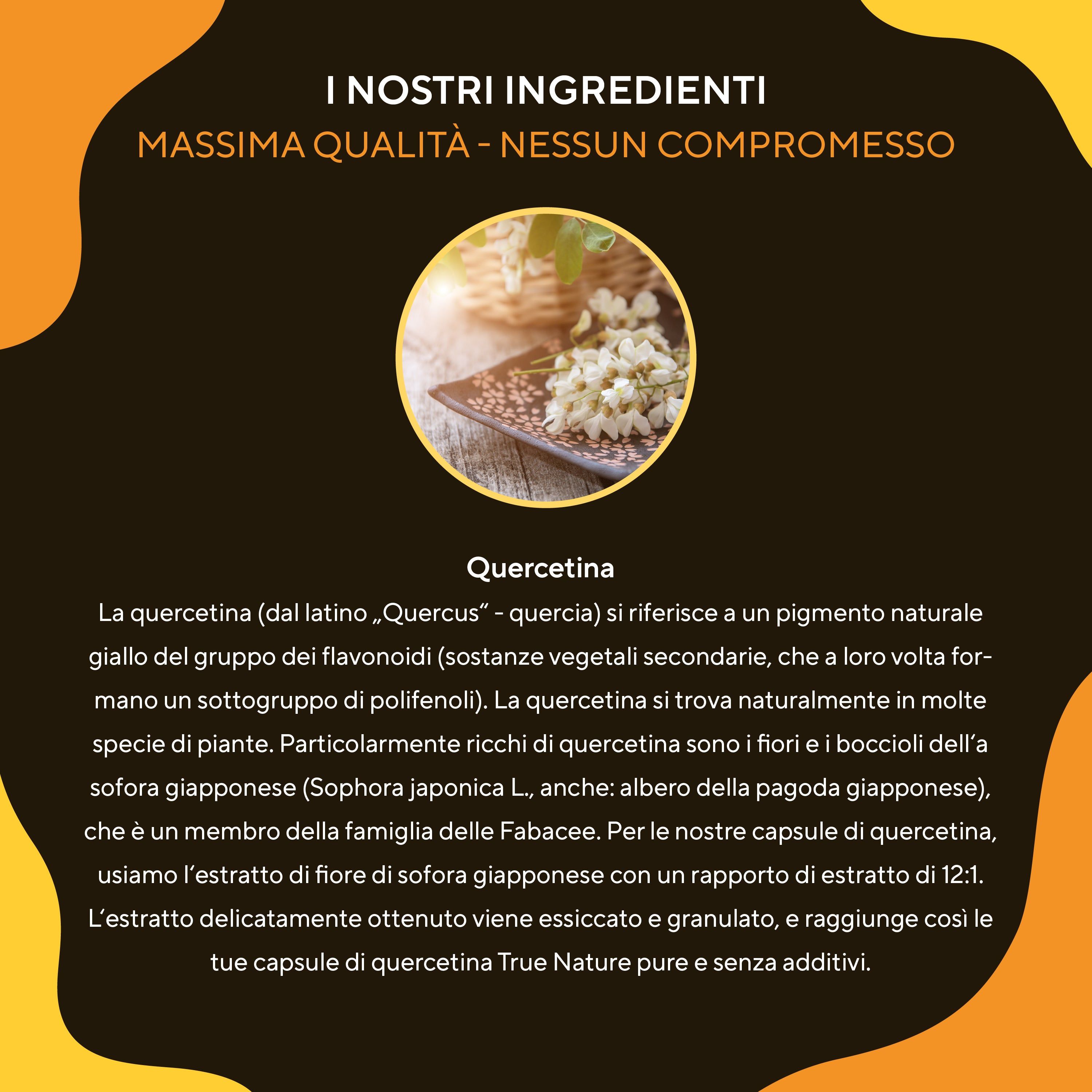 Informazioni sulla quercetina: flavonoidi, pigmento giallo, da Sophora japonica. Estratto 12:1, senza additivi.