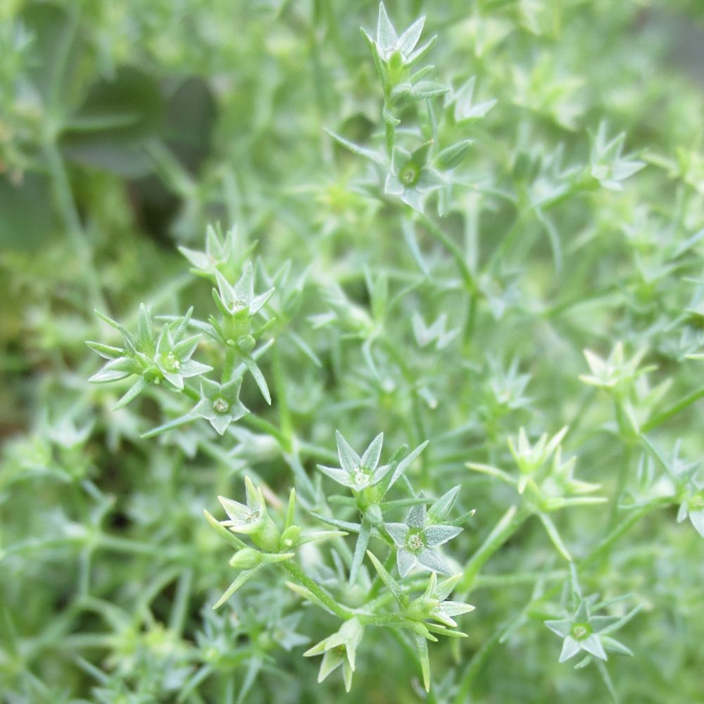 PHI Essences - Scleranthus Bachblüte Nr. 28