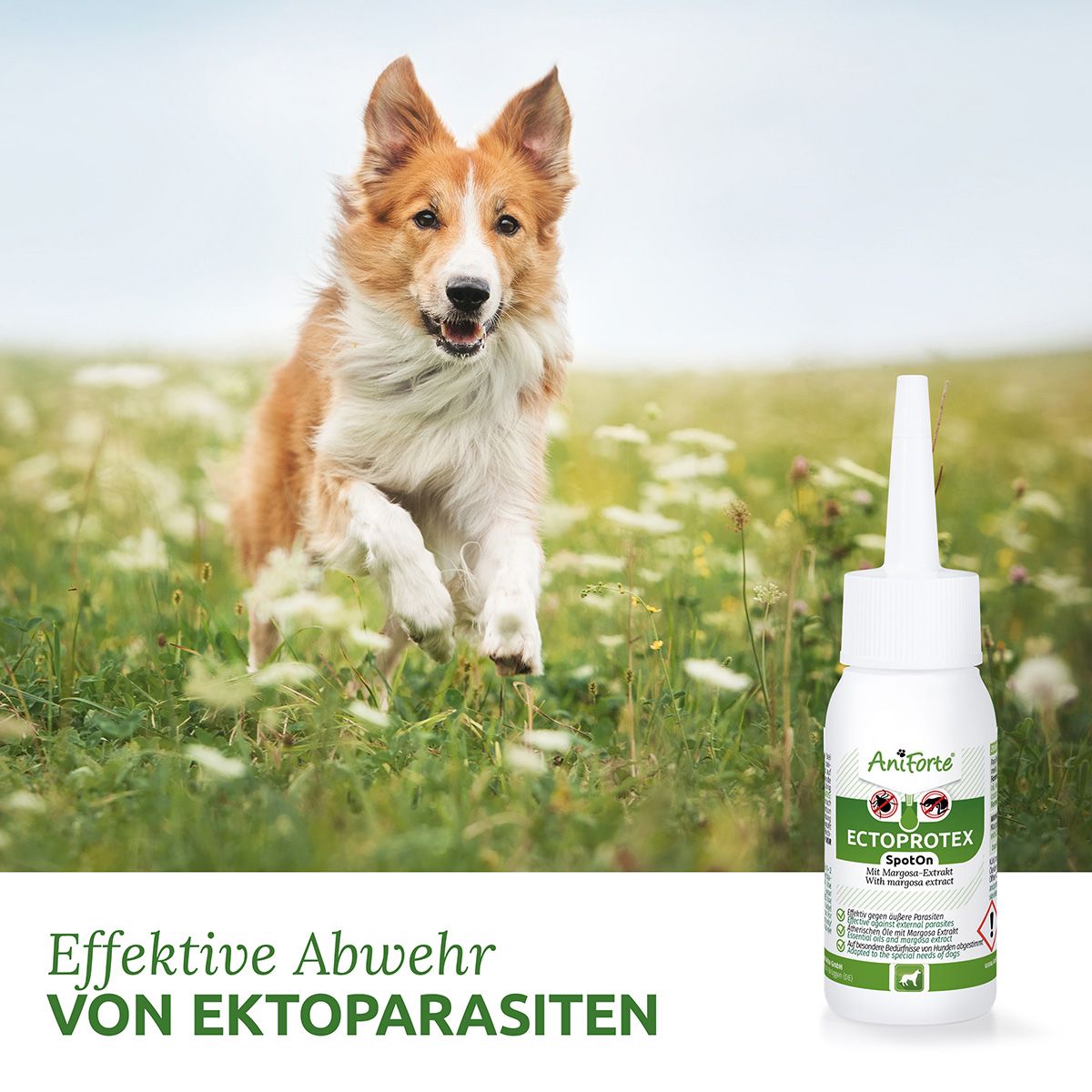 AniForte Spot-on für Hunde Ectoprotex 50 ml Tropfen