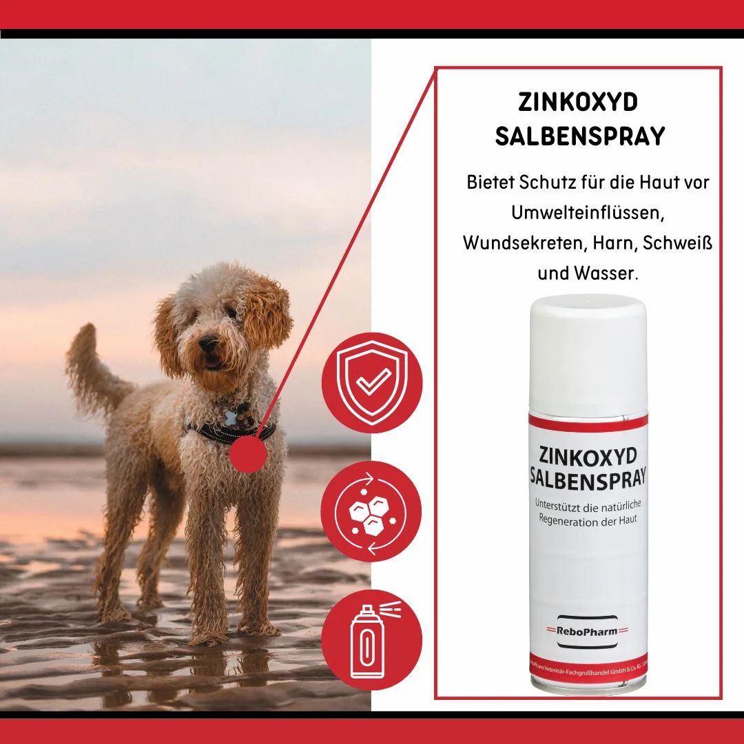 Zinkoxyd Salbenspray Dose neben einem Hund am Strand.
