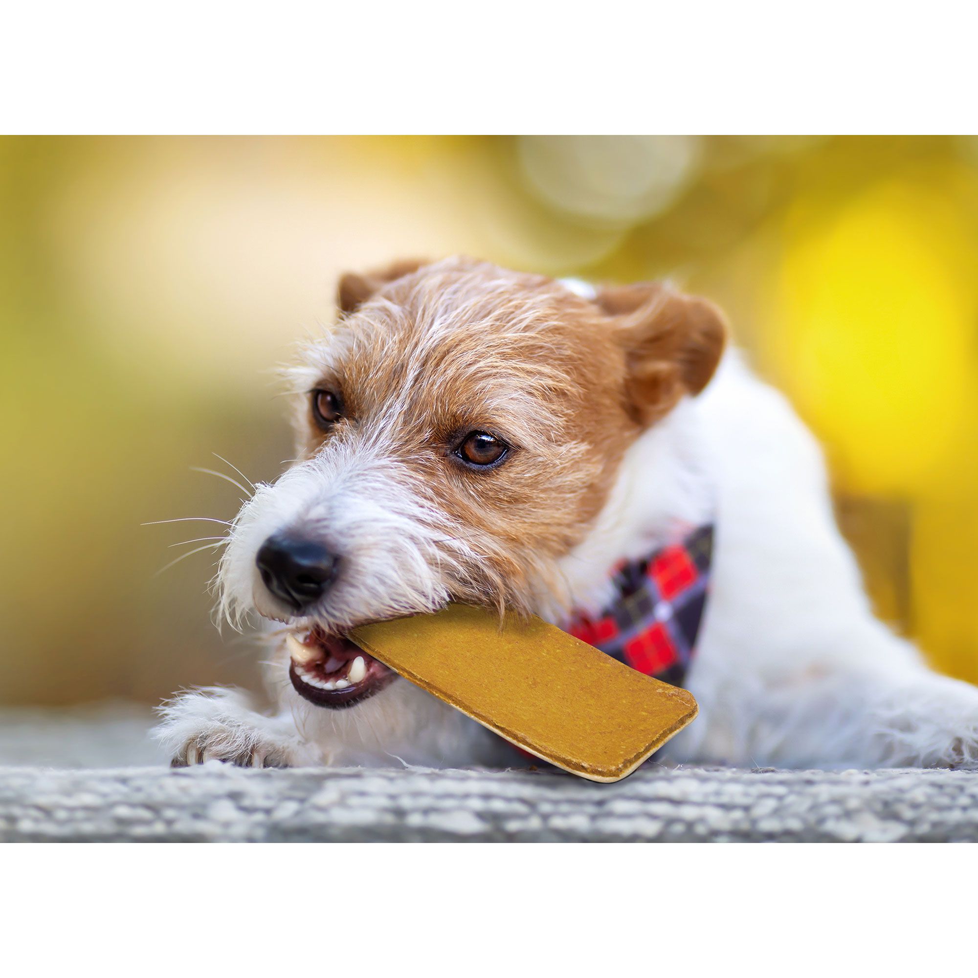 Ein Hund, der einen rechteckigen, braunen Kauartikel hält. Der Hund ist draußen, mit verschwommenem Hintergrund.