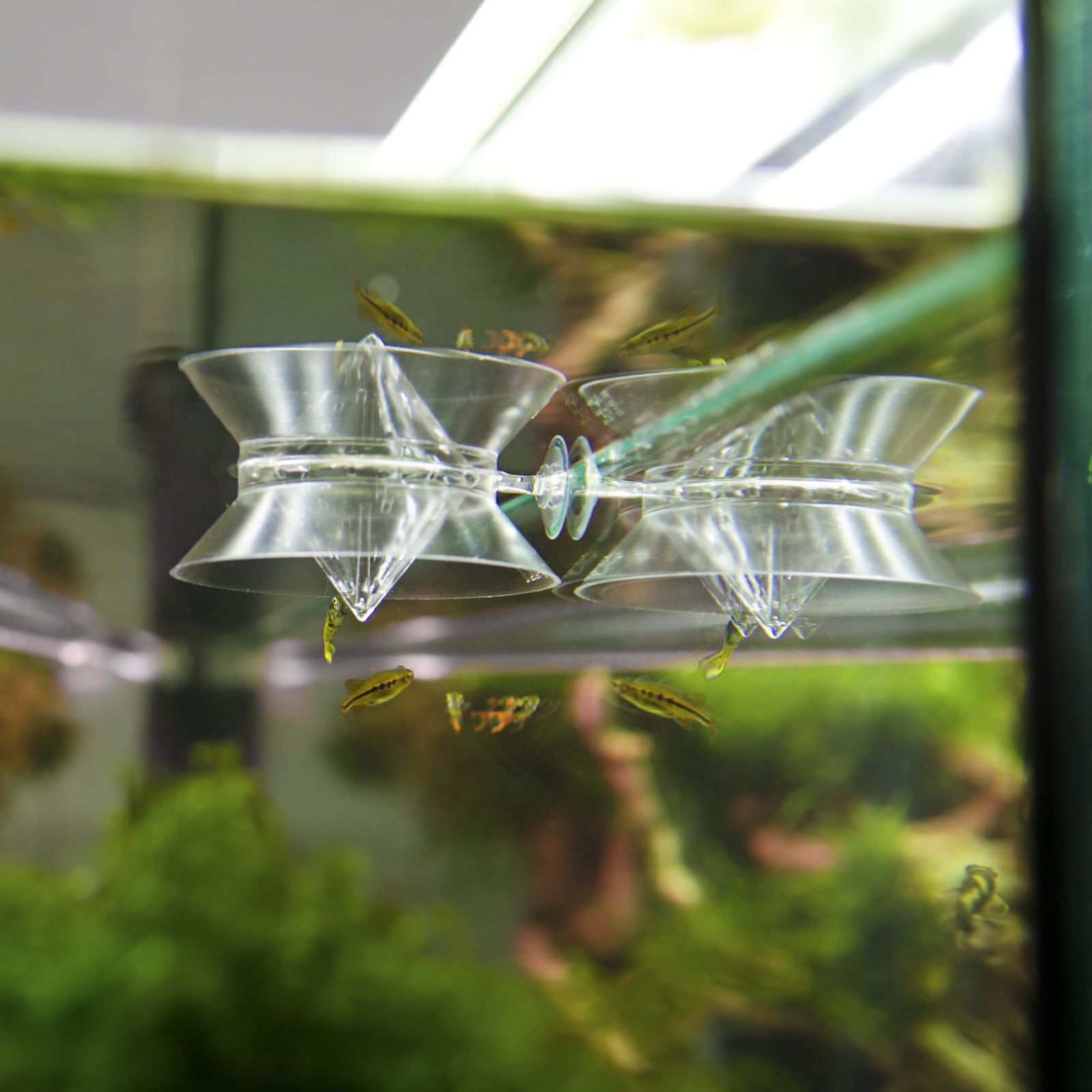 Zwei transparente Futterringe im Aquarium, mit Fischen.