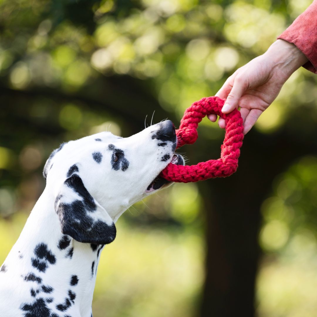 Hundespielzeug Hertha Heart - Laboni