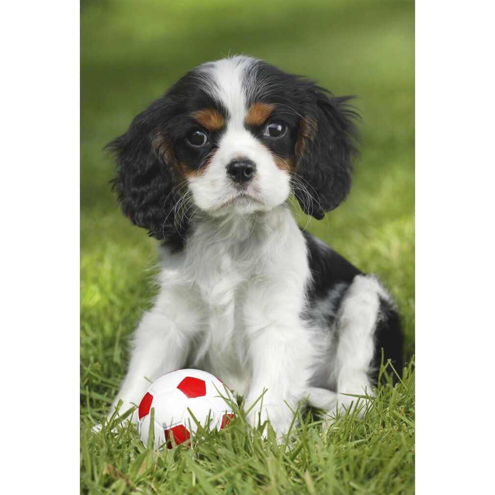 Schmidt Spiele Meine liebsten Haustierbabys, 3 x 48 Teile