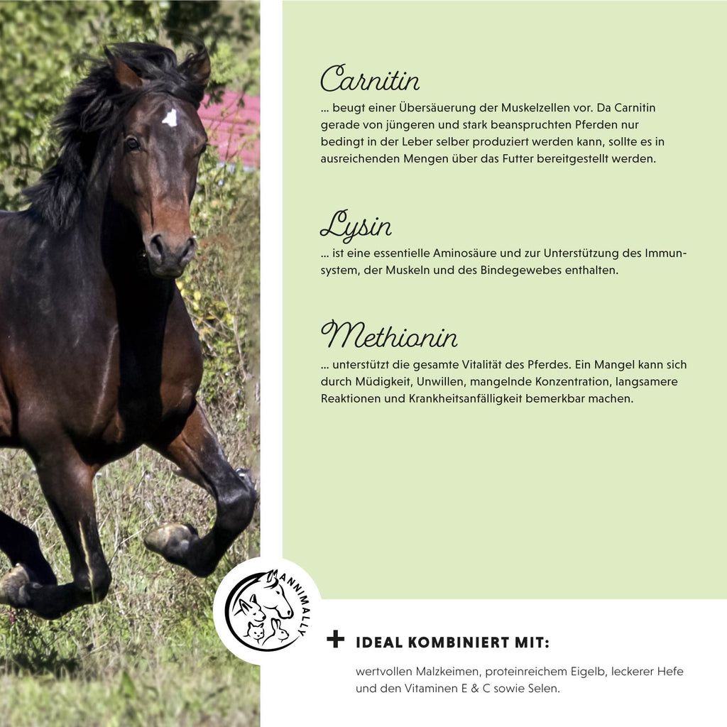 Text und Logo mit Pferd. Text: Carnitin, Lysin, Methionin. Ideal kombiniert mit...