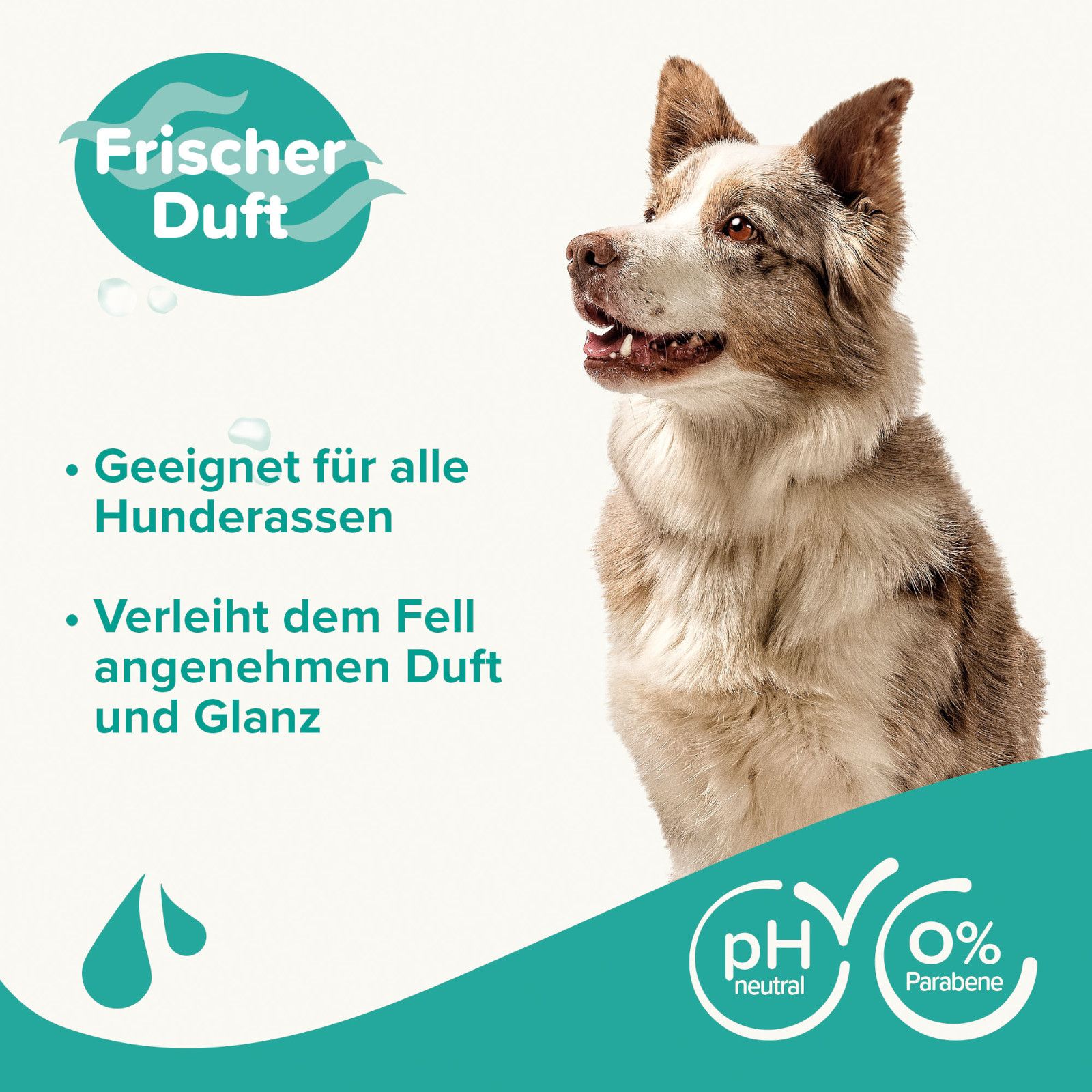 Hund mit Fellglanz-Shampoo-Werbung. Text: Frischer Duft, geeignet für alle Hunderassen, verleiht dem Fell angenehmen Duft und Glanz. pH-neutral, 0% Parabene.