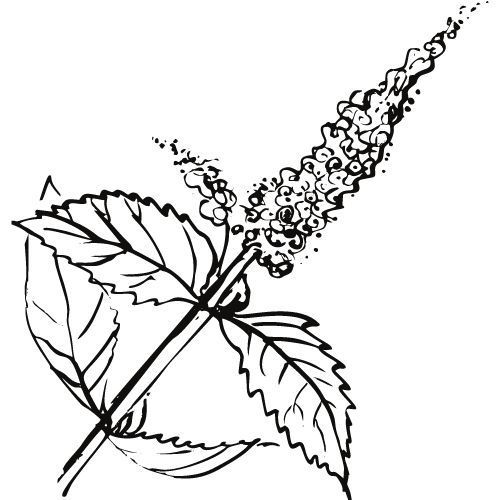 Alteya Organics Pfefferminzöl 100%