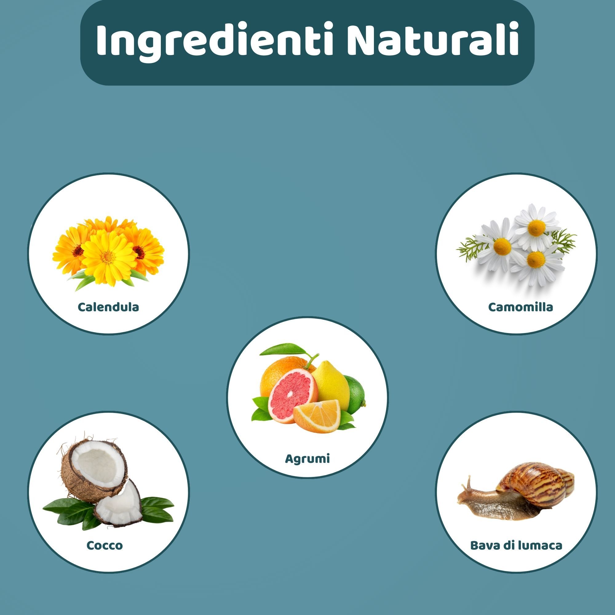 Grafik mit Zutaten: Calendula, Kamille, Kokosnuss, Zitrusfrüchte und Schneckenschleim. Text: Ingredienti Naturali.