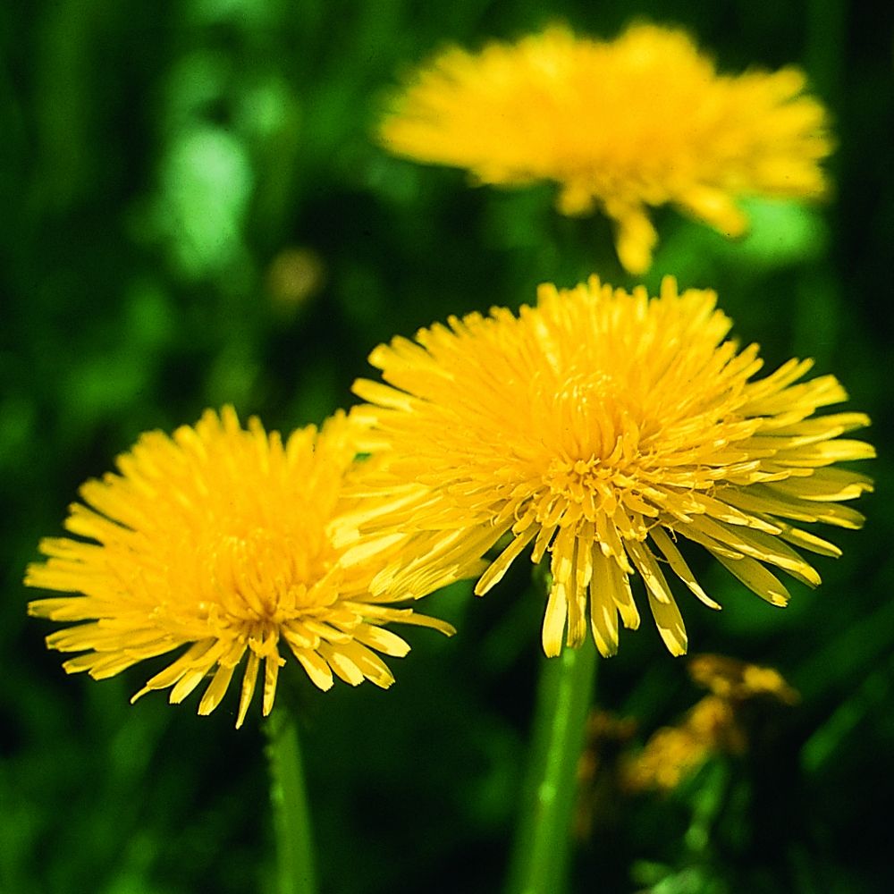 Nahaufnahme von drei gelben Löwenzahnblüten vor grünem Hintergrund.