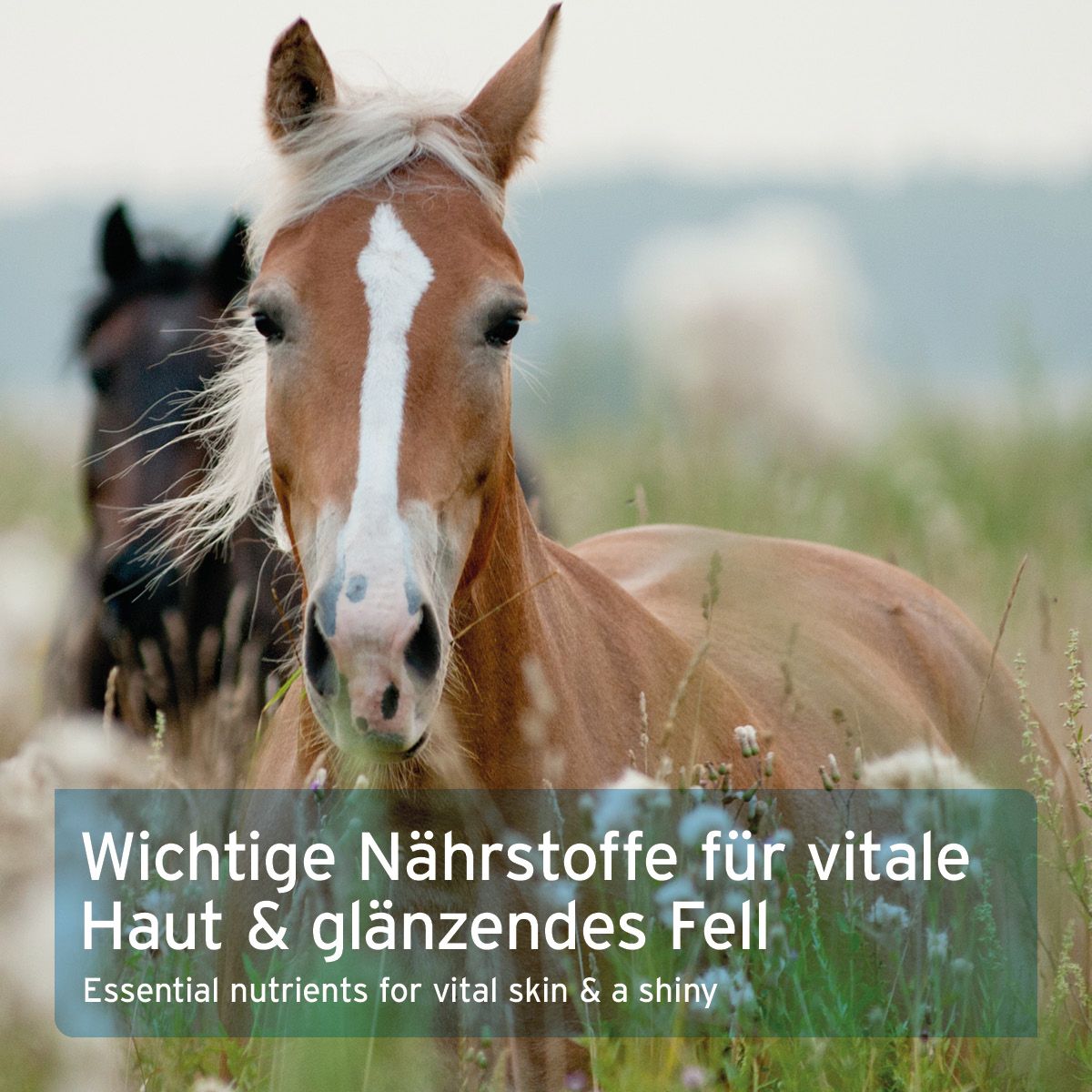 Pferde auf einer Wiese. Text: Wichtige Nährstoffe für vitale Haut & glänzendes Fell.