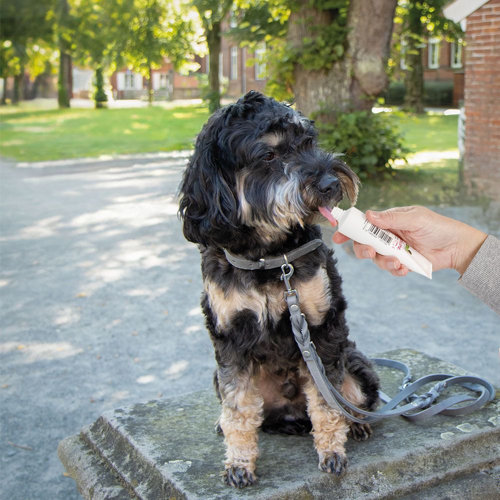 Hund bekommt Lachscreme aus Tube. Hund sitzt auf Stein. Person hält Tube. Leine und Halsband.