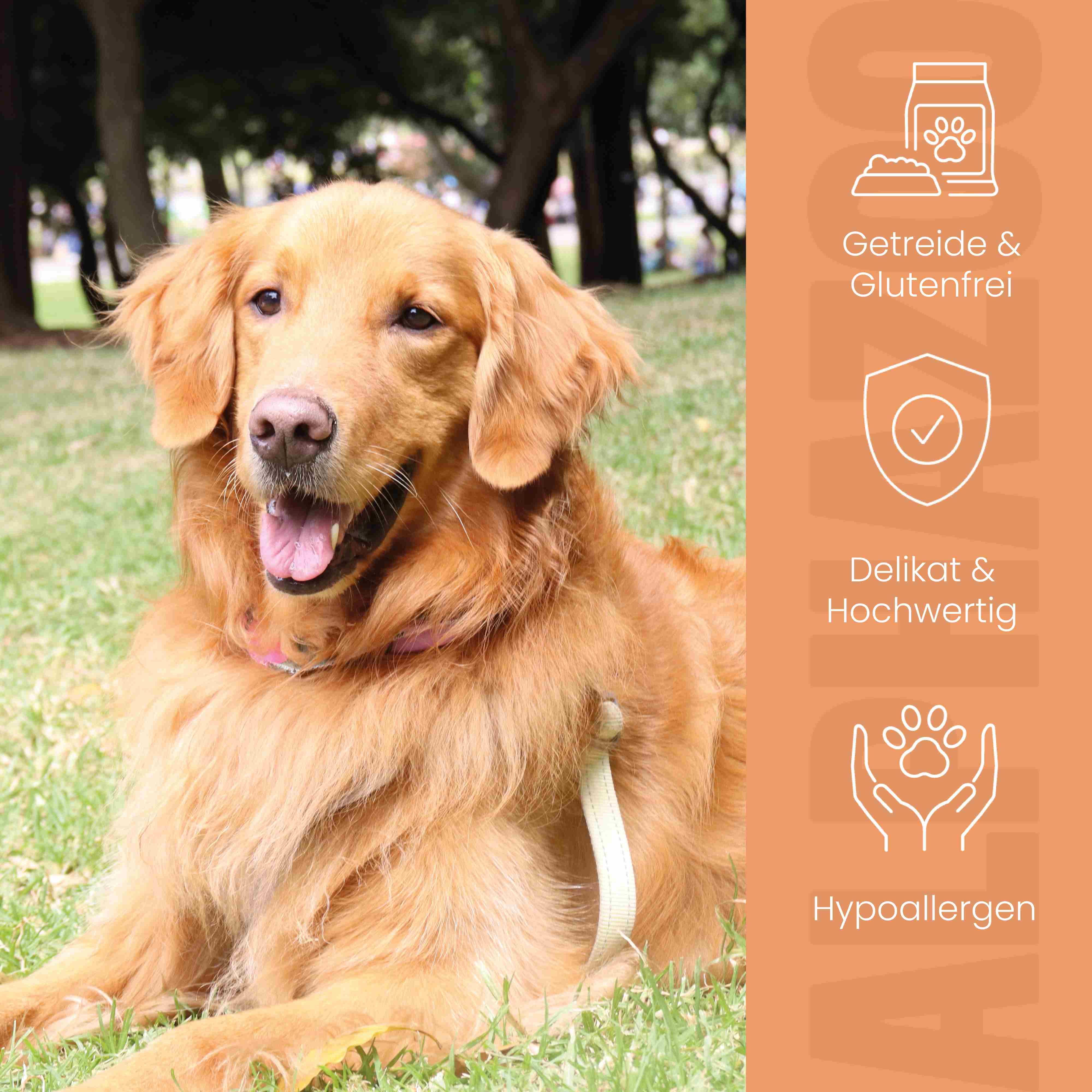 Goldener Retriever im Gras. Text: Getreide & Glutenfrei, Delikat & Hochwertig, Hypoallergen. Logo ALPHAZOO.