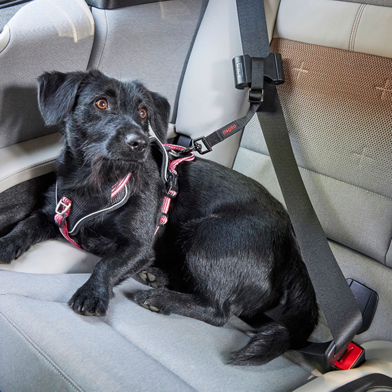 Auto-Sicherheitsgurt für Hunde günstig kaufen