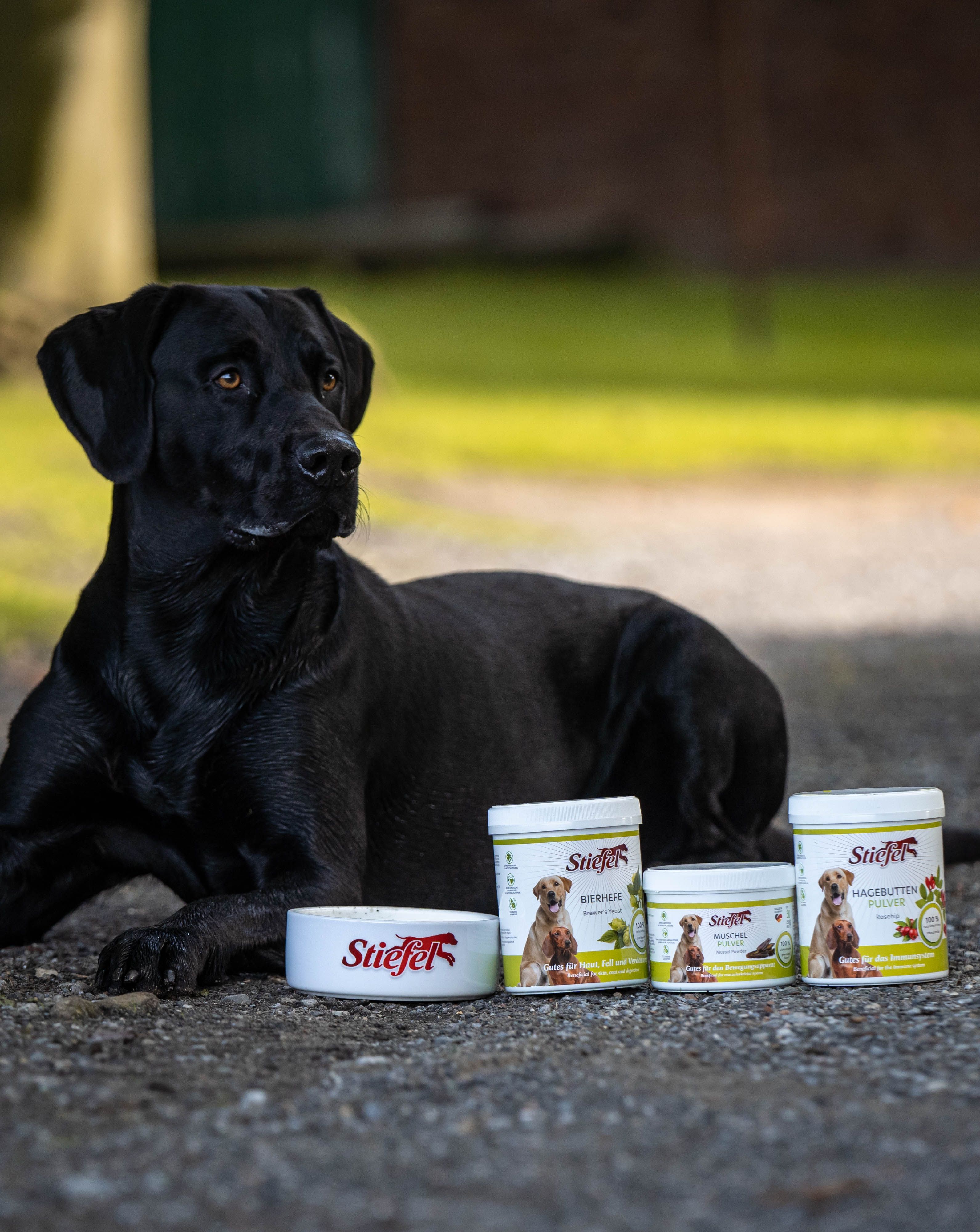 Schwarzer Hund liegt vor drei Behältern. Auf den Behältern ist Stiefel Hagebutten Pulver abgebildet. Ein Napf mit Stiefel-Logo.