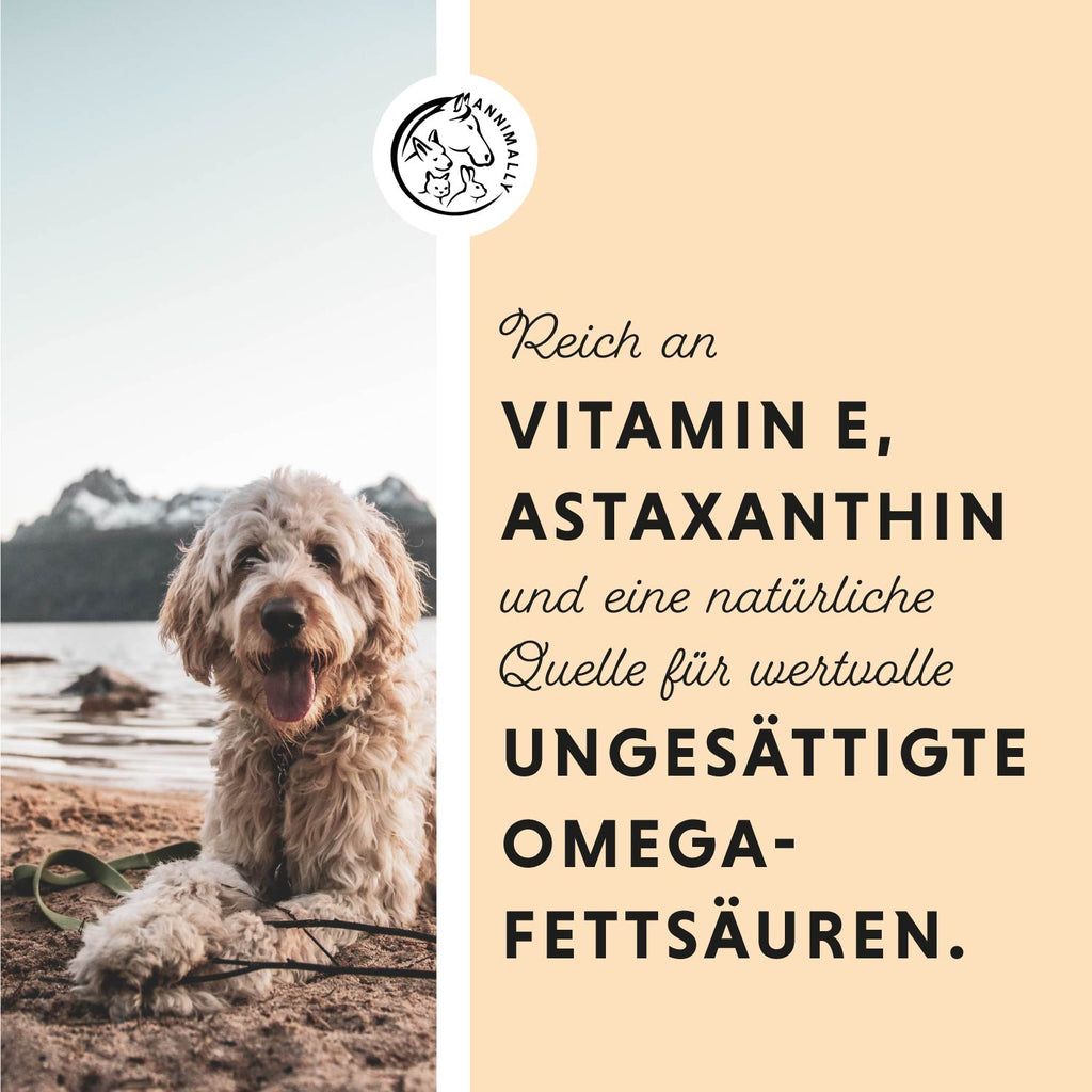Hund auf Strand. Text: Reich an Vitamin E, Astaxanthin und ungesättigten Omega-Fettsäuren. Hintergrund: Berge und Meer.