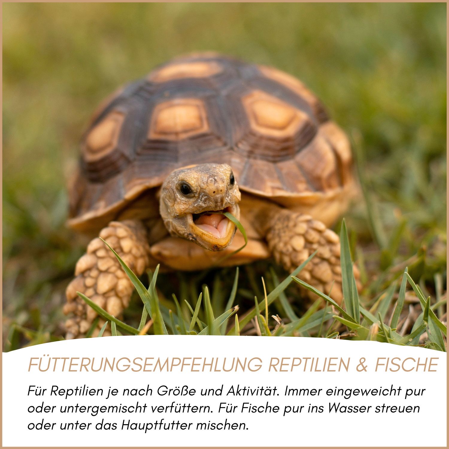 Supravit Mehlwürmer getrocknet | Mehlwürmer als Vogelfutter & Igelfutter