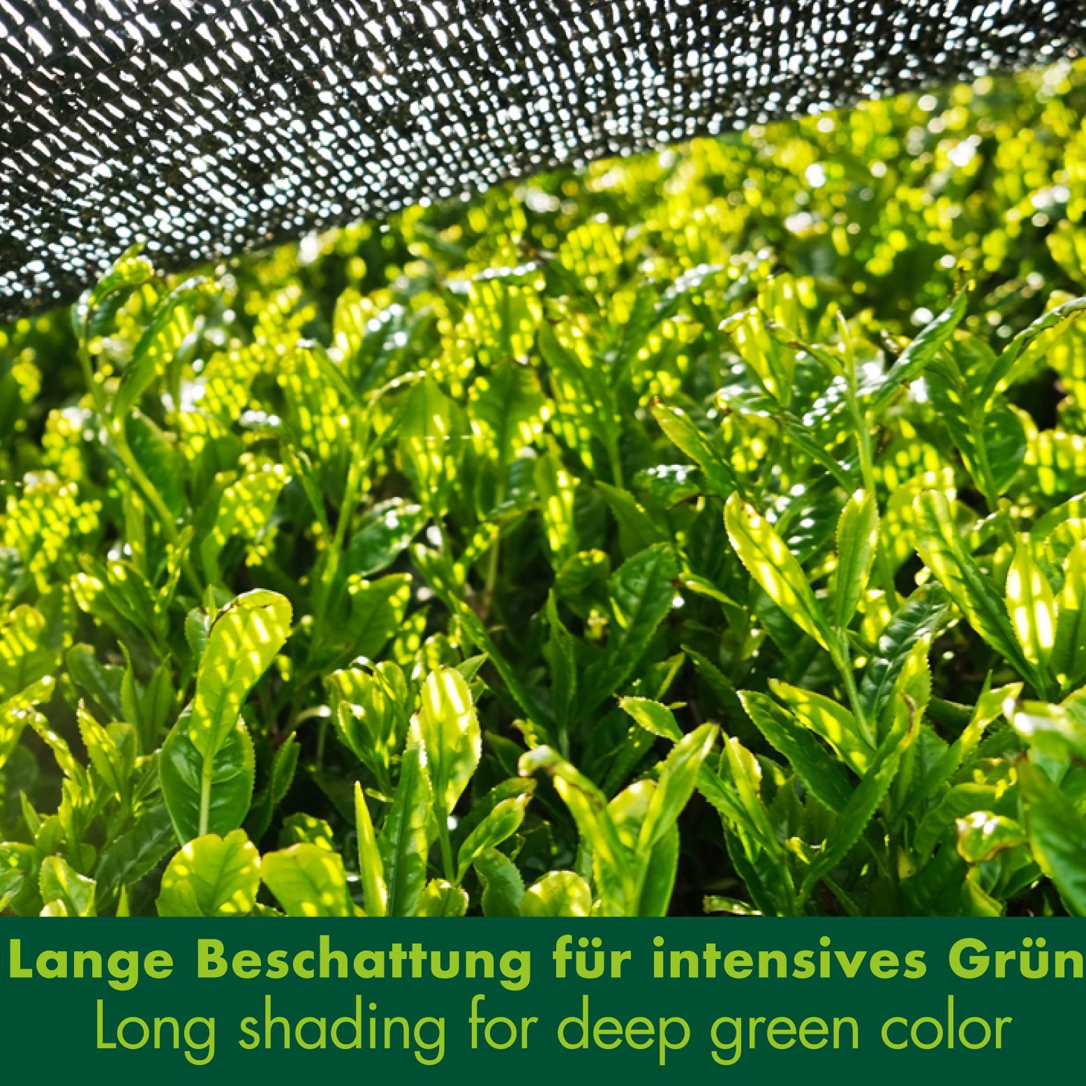 Grüne Teepflanzen unter einem schwarzen Netz. Text: Lange Beschattung für intensives Grün.