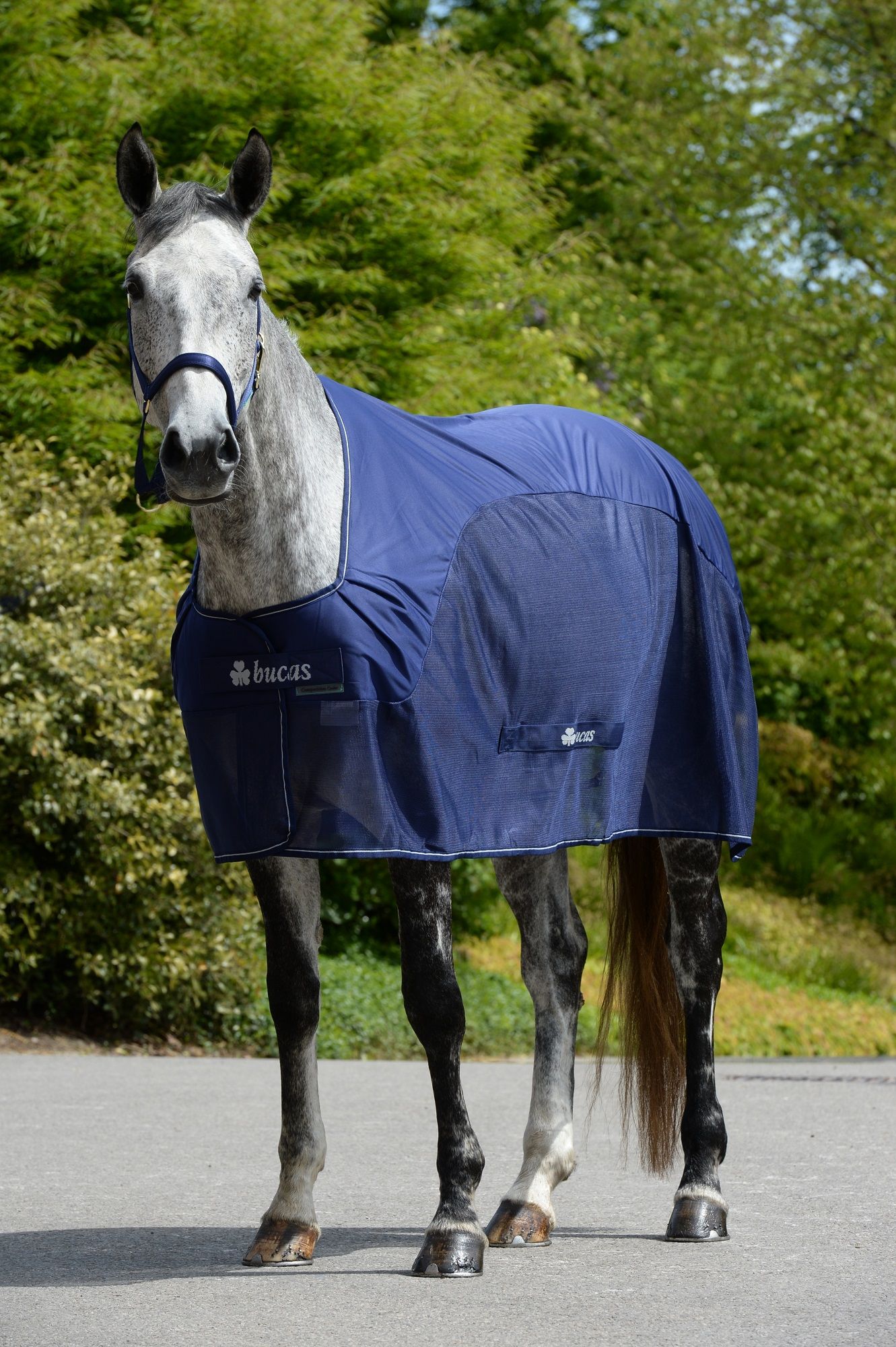 Blauer Bucas Competition Cooler auf einem Pferd. Dunkelblaues Gewebe, Logo auf der Brust. Pferd steht auf Asphalt vor Bäumen.