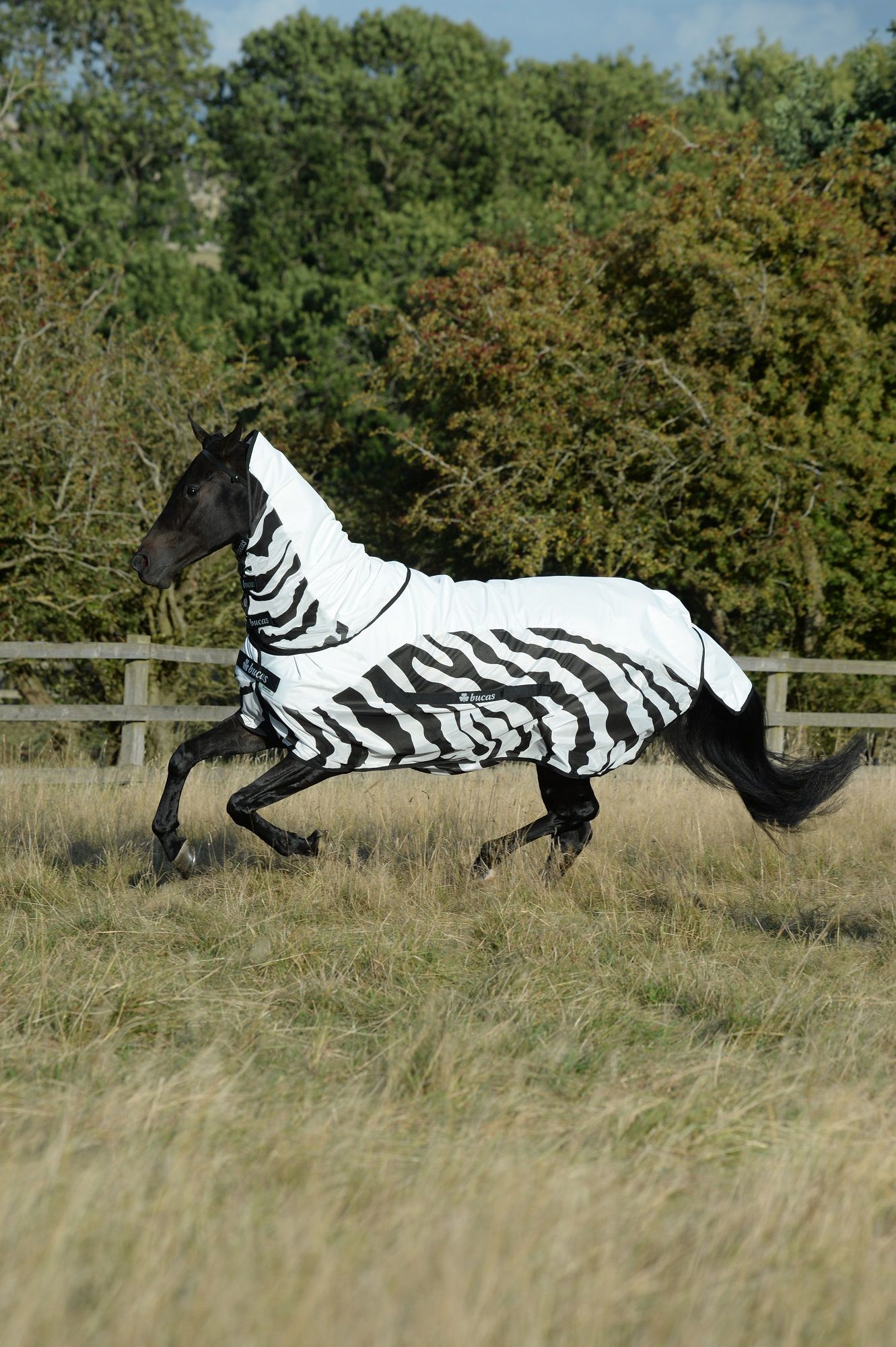 Pferd mit weiß-schwarzer Decke. Zebra-Muster. Pferd rennt auf Wiese.