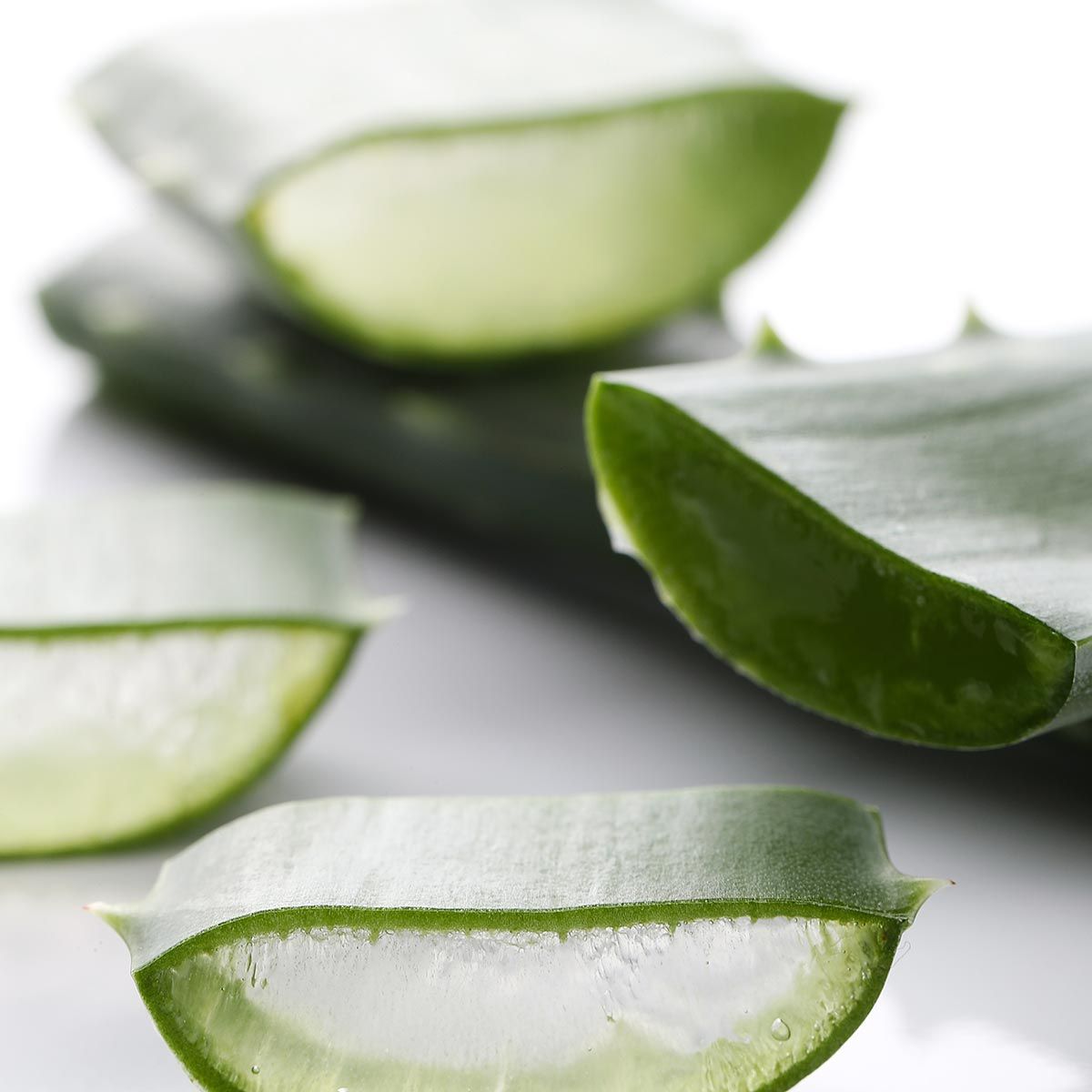 Nahaufnahme von Aloe Vera Blättern. Grüne Blätter mit transparentem Gel. Einige Blätter sind angeschnitten.