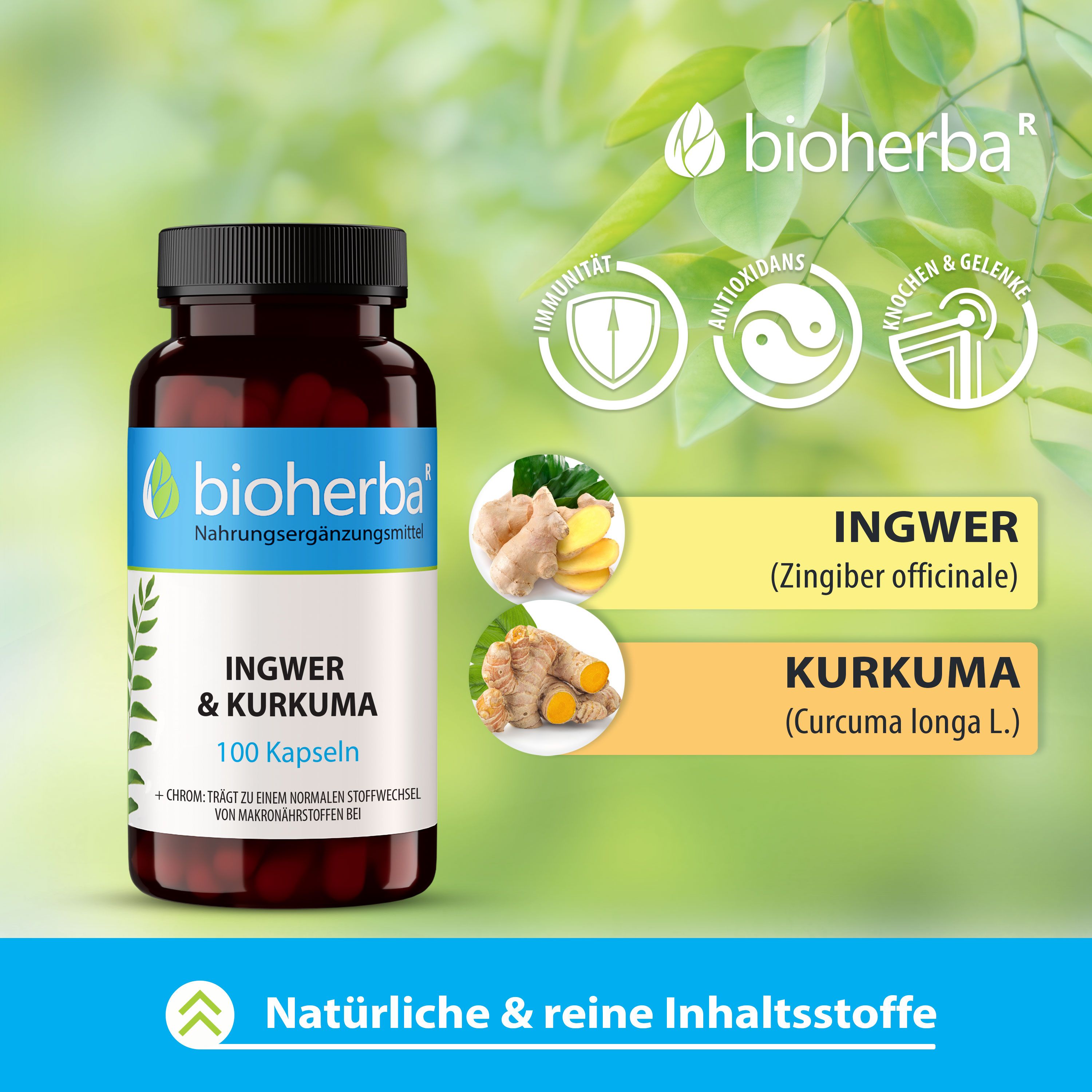 Bioherba Ingwer und Kurkuma Kapseln