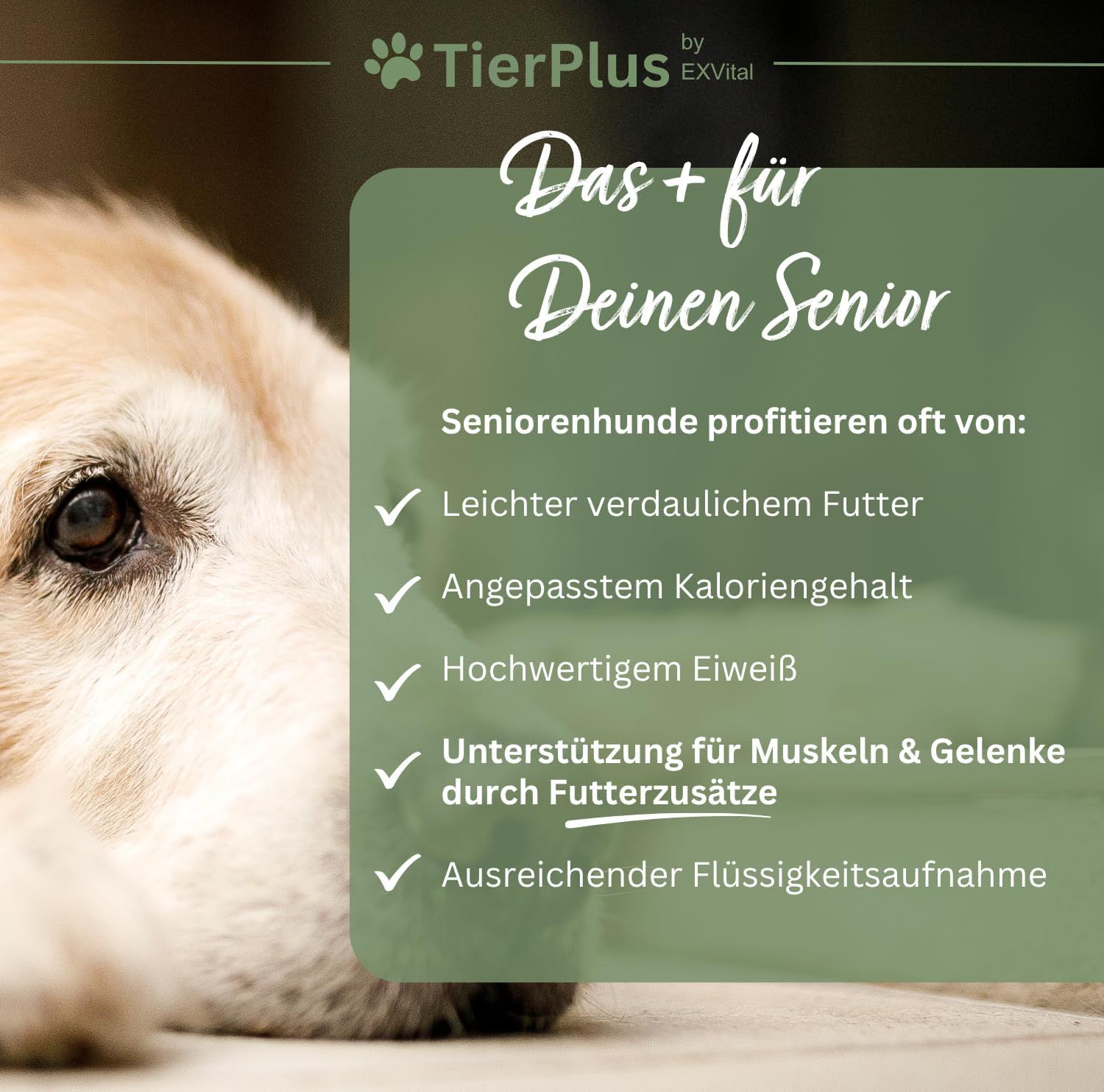 TierPlus Long Life: Unterstützung für Senioren-Hunde mit leicht verdaulichem Futter und hochwertigem Eiweiß.