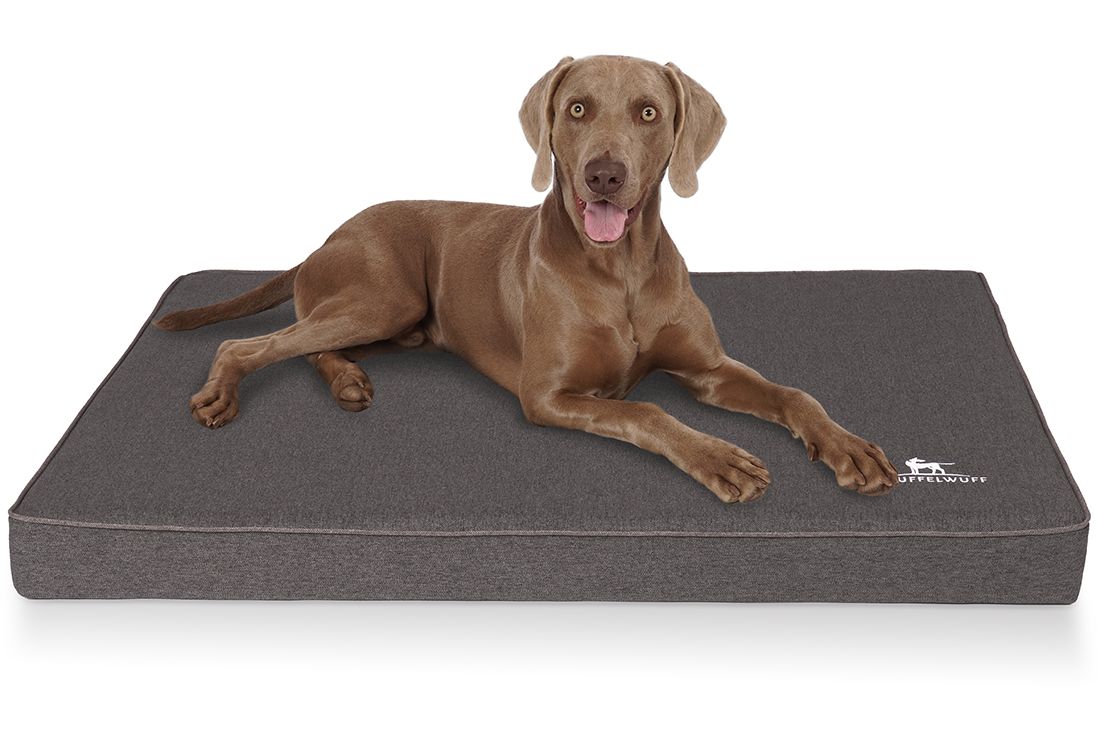 Hund liegt auf orthopädischer Hundematte Nantucket. Graue Matte mit weißem Logo. Hund in brauner Fellfarbe.