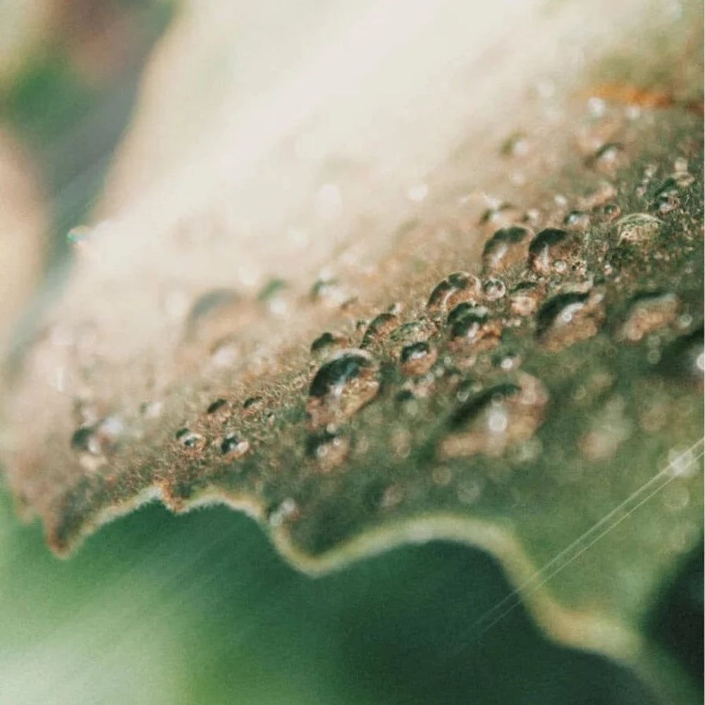 Zero Skin Klärender Toner, porenverfeinernd ausgleichend für ölige und Mischhaut