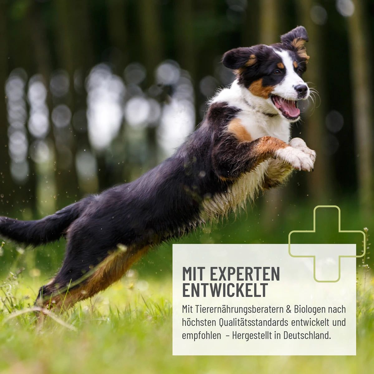 Hund springt. Text: "Mit Experten entwickelt". Logo: Pluszeichen. Text: Hergestellt in Deutschland.