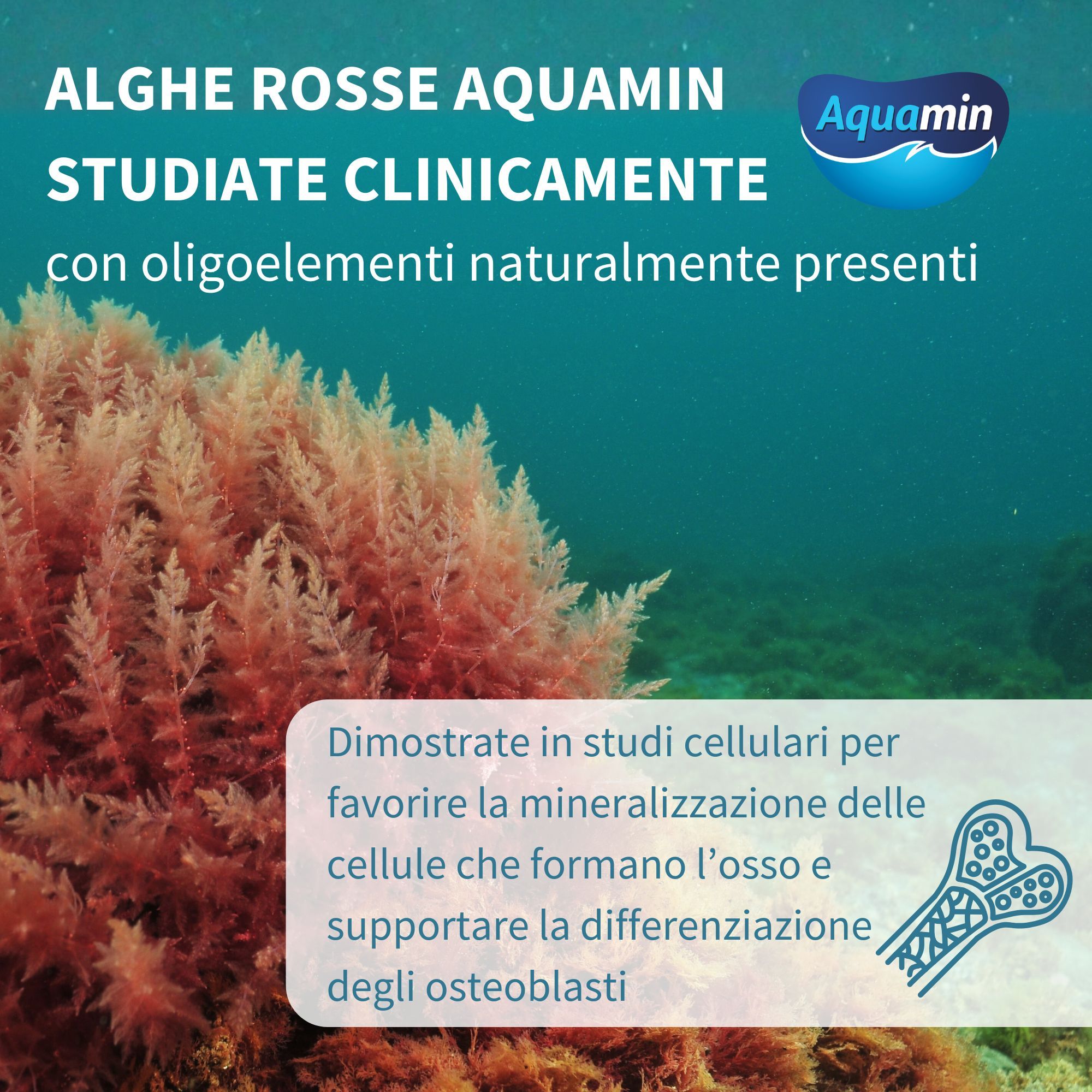 Rote Meeresalgen (Aquamin) unter Wasser, Quelle für Mineralien zur Knochenunterstützung.
