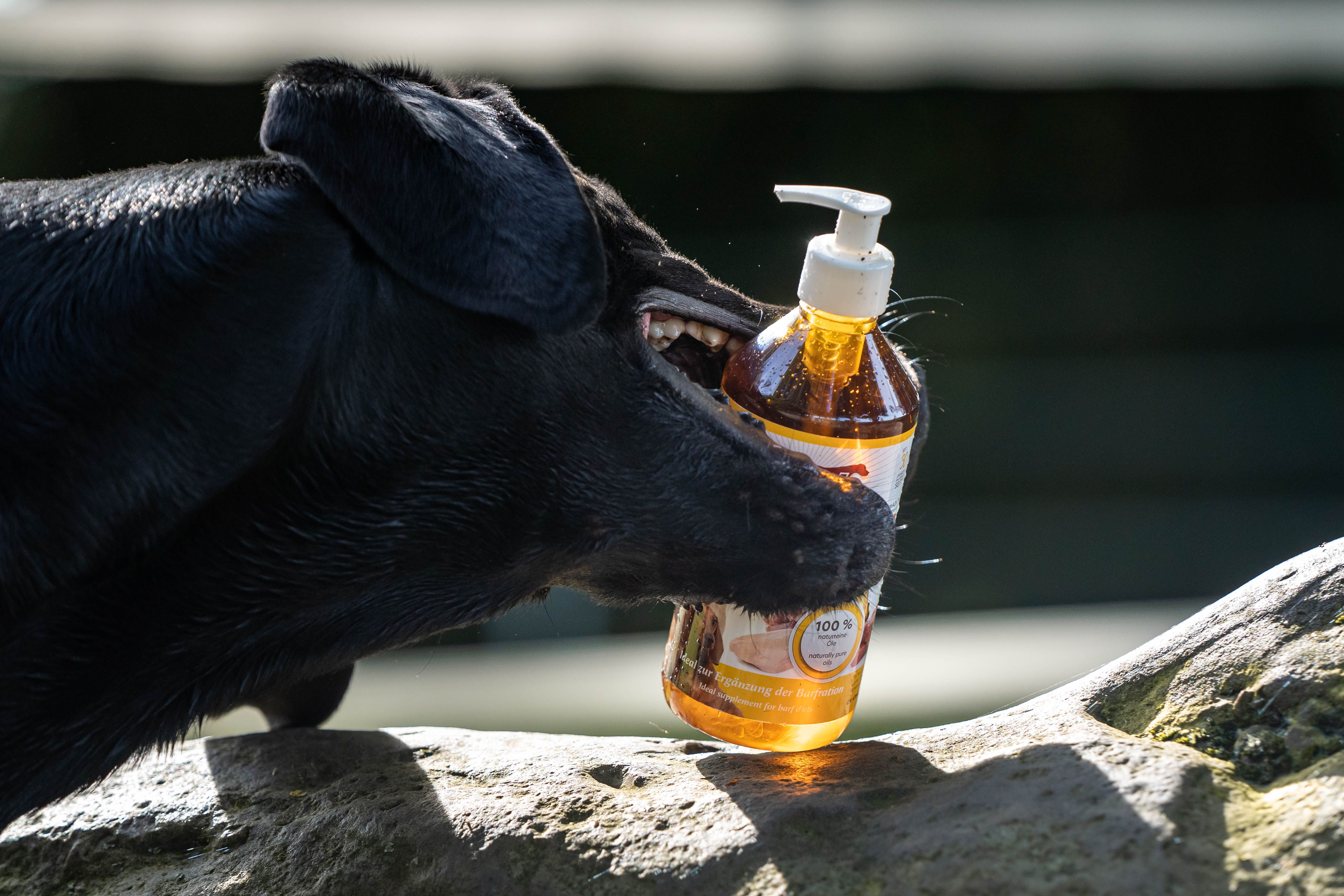 Hund hält eine Flasche Barföl im Maul. Flasche mit gelber Flüssigkeit und weißem Pumpkopf.
