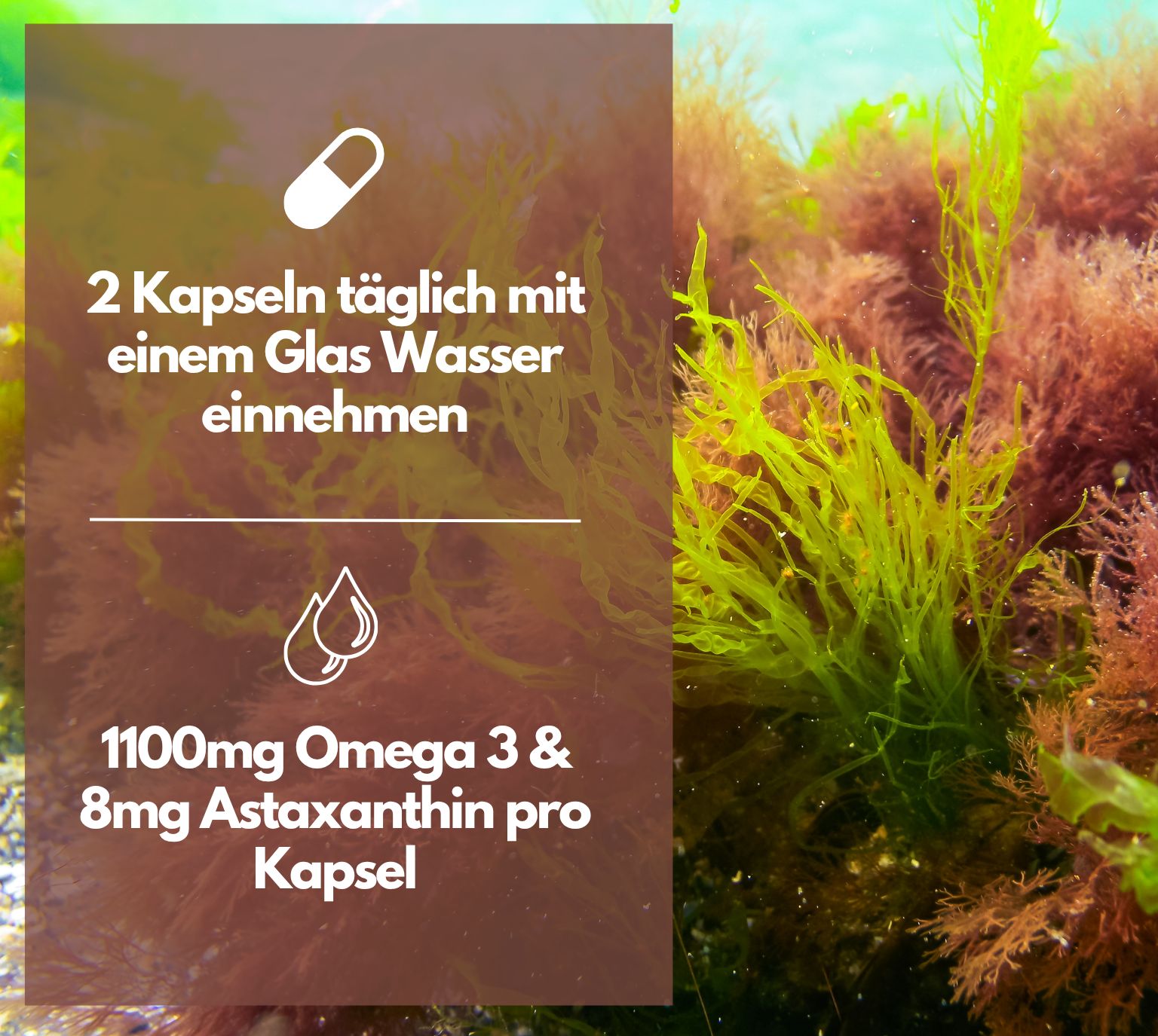 Nahaufnahme von Unterwasserpflanzen, daneben Text über Omega 3 und Astaxanthin.