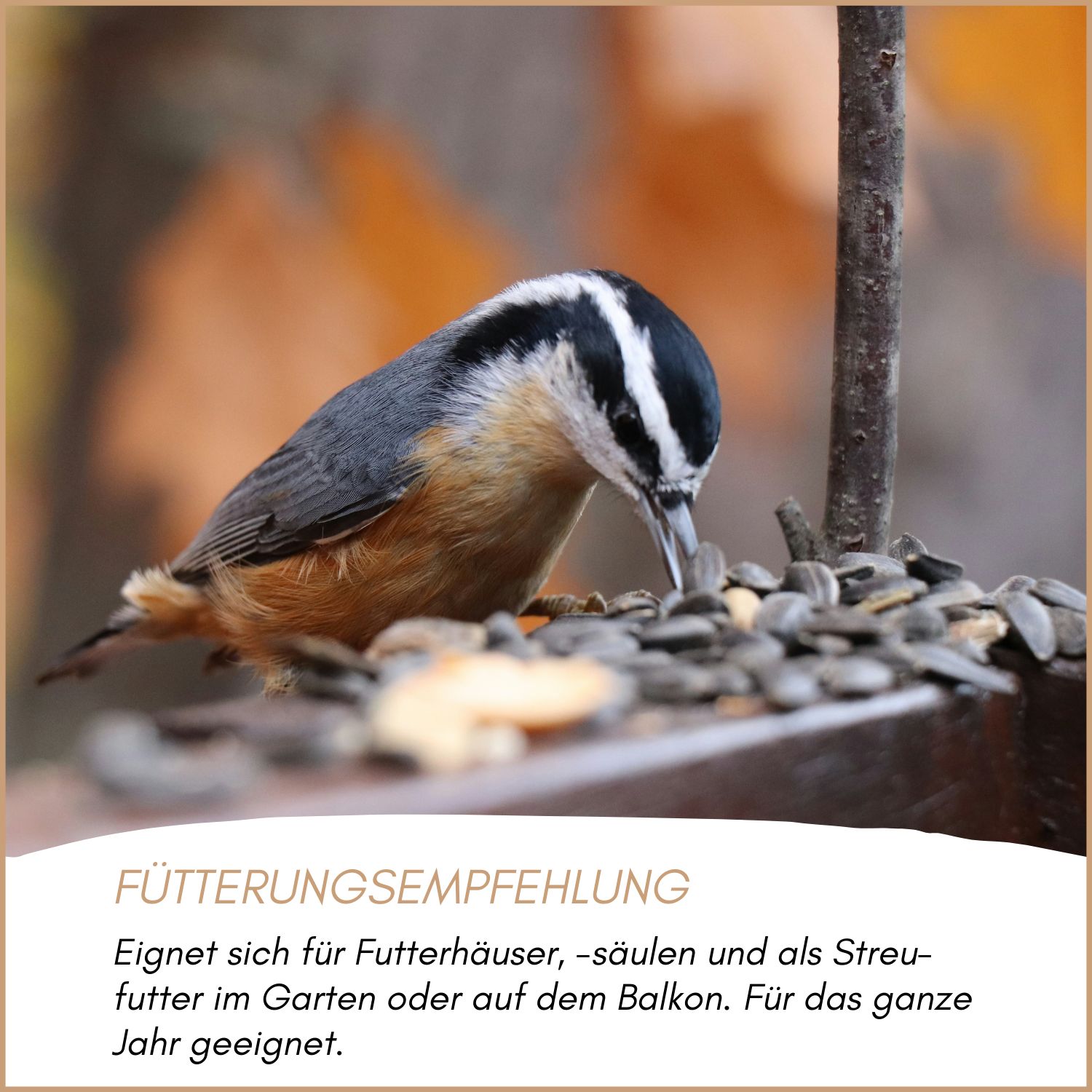 Vogel frisst Sonnenblumenkerne. Text: Fütterungsempfehlung. Geeignet für Futterhäuser und als Streufutter.