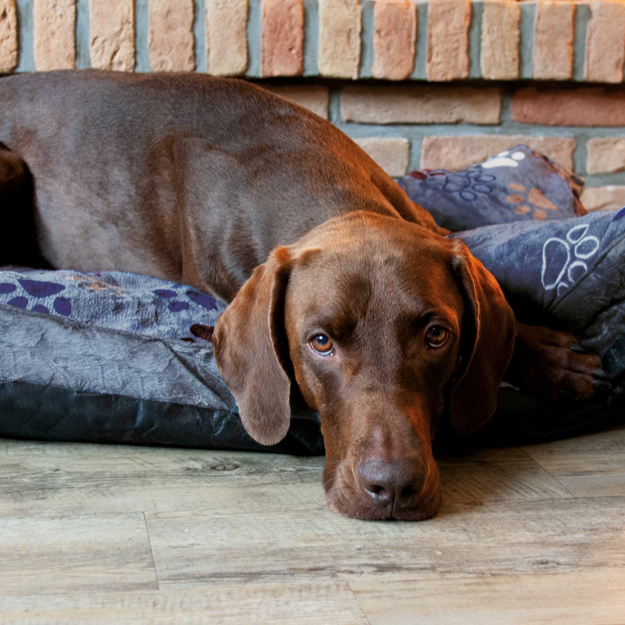 Brauner Hund liegt auf grauem Hundekissen. Kissen mit Pfotenmuster, vor Ziegelwand und Holzboden.