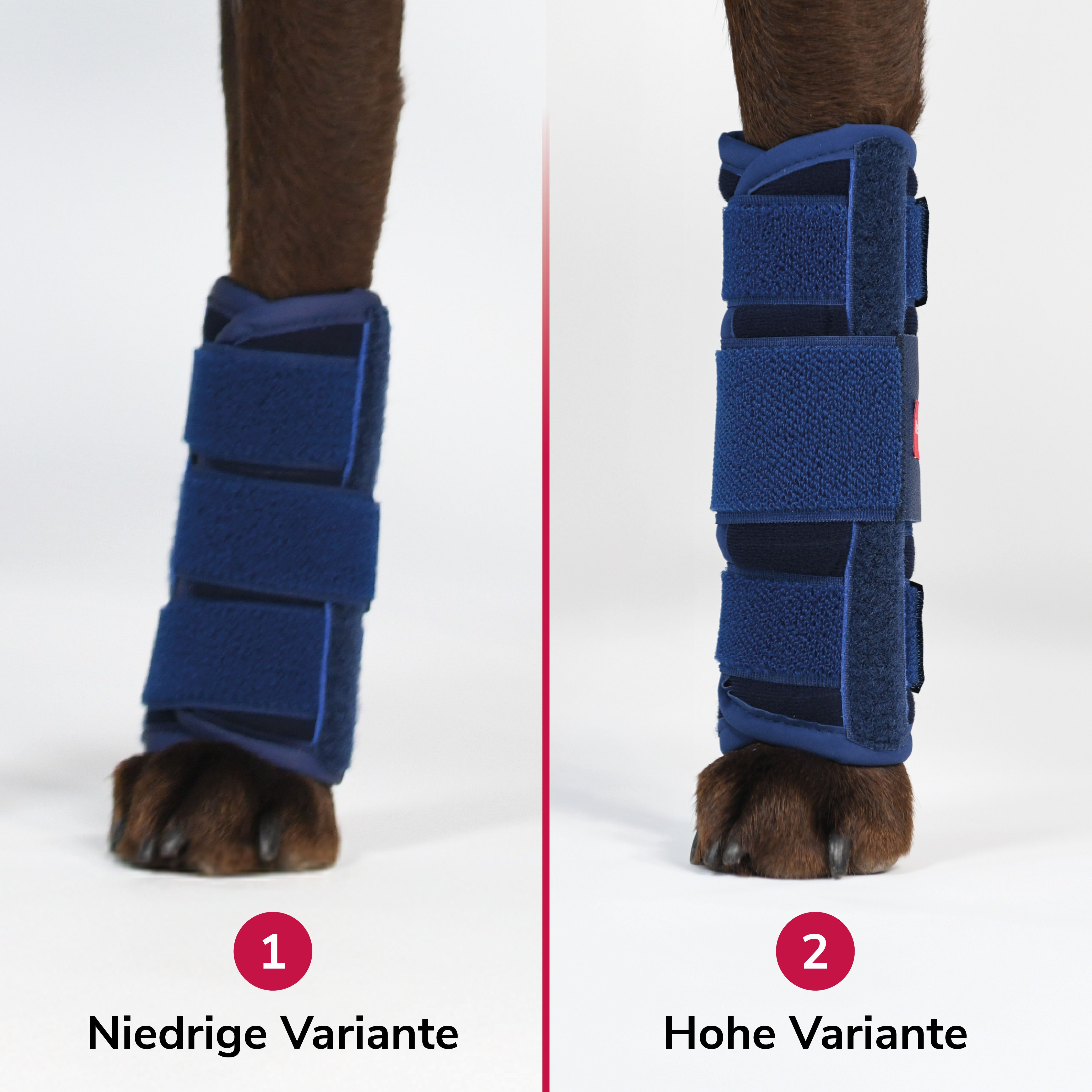 Zwei Karpalgelenkbandagen, niedrige und hohe Variante, am Bein eines Hundes. Blaue Bandagen mit Klettverschlüssen.