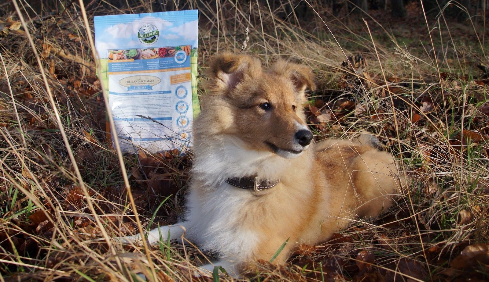 Hund neben einer Hundefutterverpackung im Freien. Verpackung mit Produktinformationen.