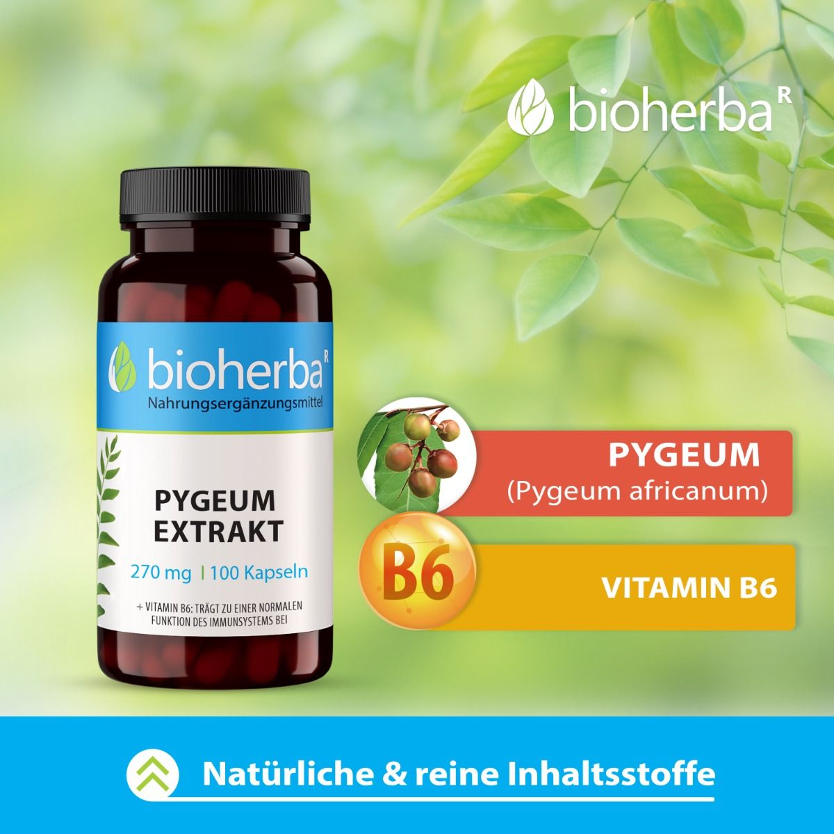 Bioherba Pygeum Extrakt Kapseln