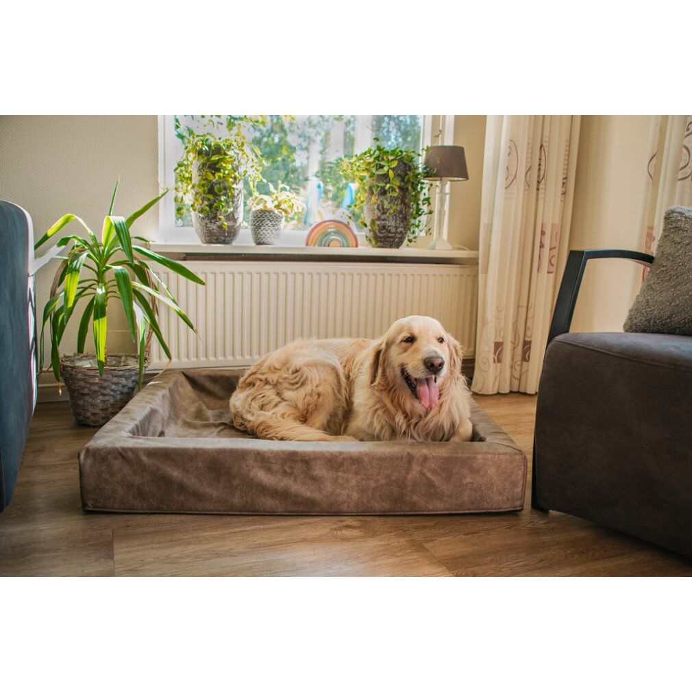 Hund liegt in einem Hundekorb. Der Korb ist braun, rechteckig. Wohnzimmer mit Fenster, Pflanzen und Möbeln.