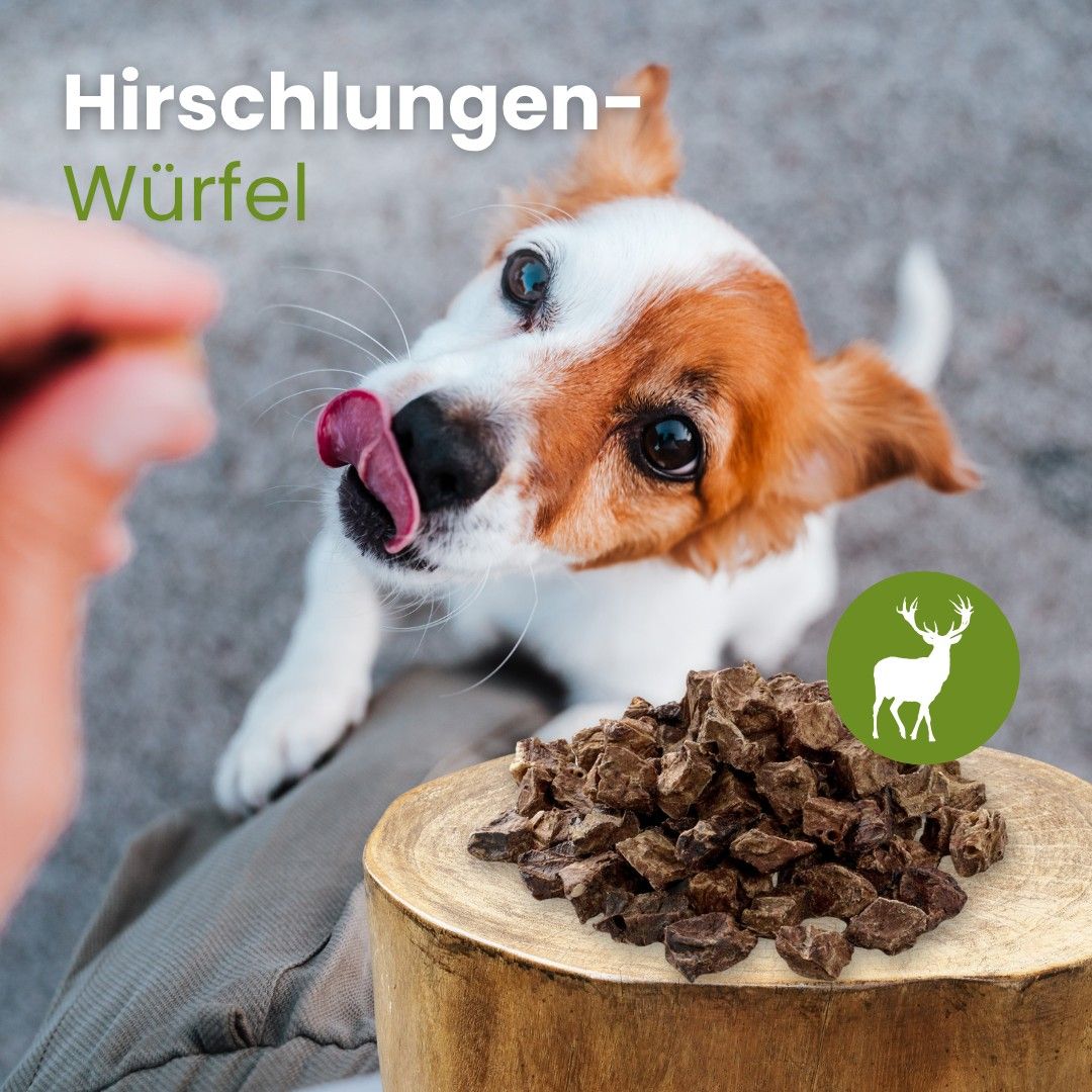 Hund schaut aufmerksam auf einen Haufen Hirschlungen-Würfel auf einem Holzstamm.