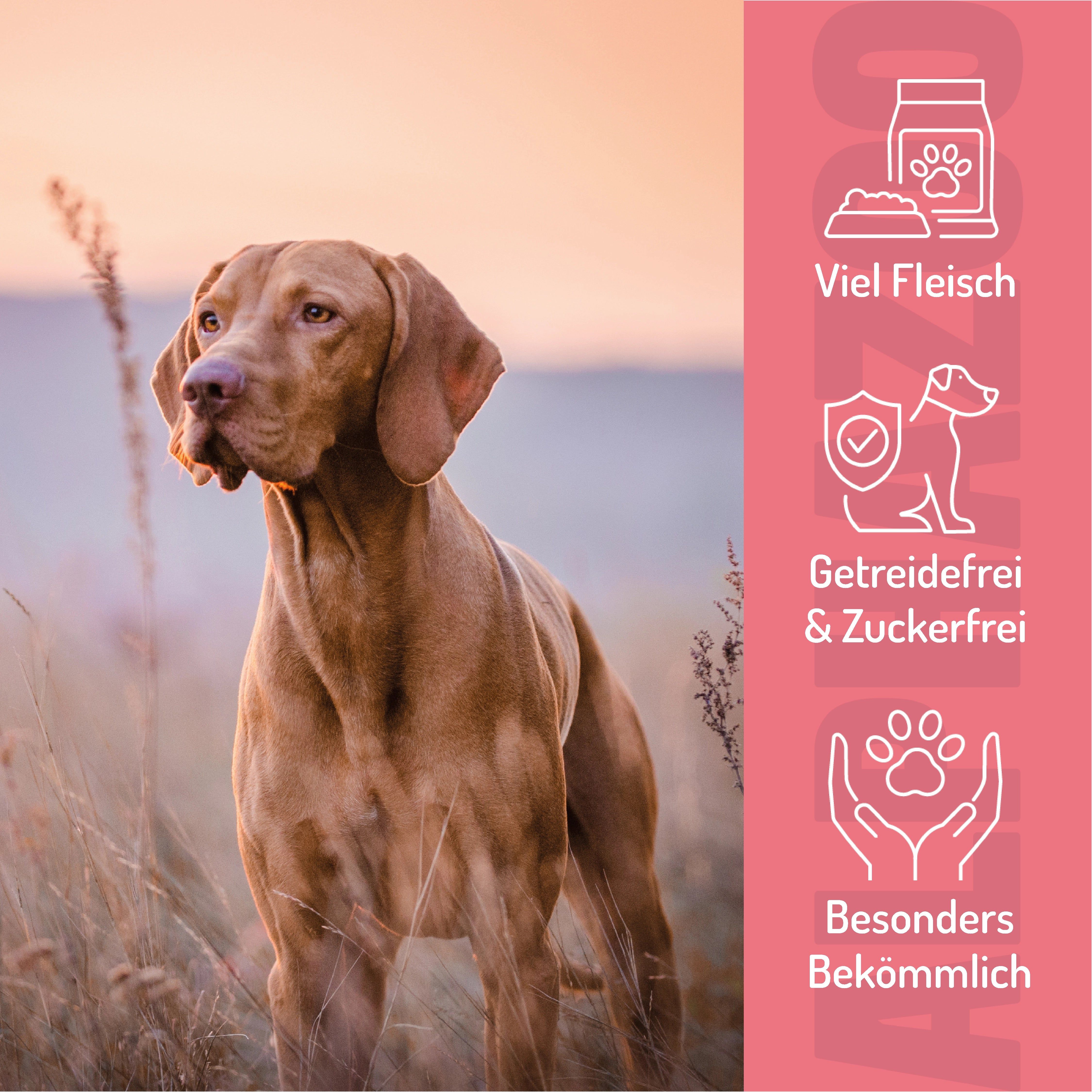 Hund im Feld. Rosa Hintergrund mit Icons: Viel Fleisch, getreidefrei & zuckerfrei, besonders bekömmlich.