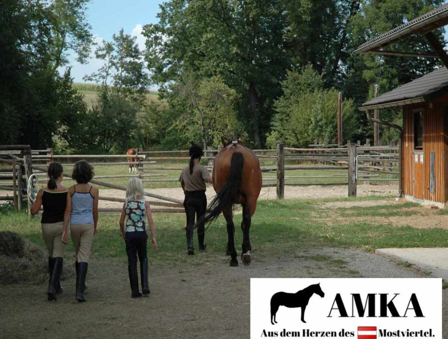 AMKA Pony Reitkissen UNIDA komplett mit Zubehör auch für Holzpferde schwarz