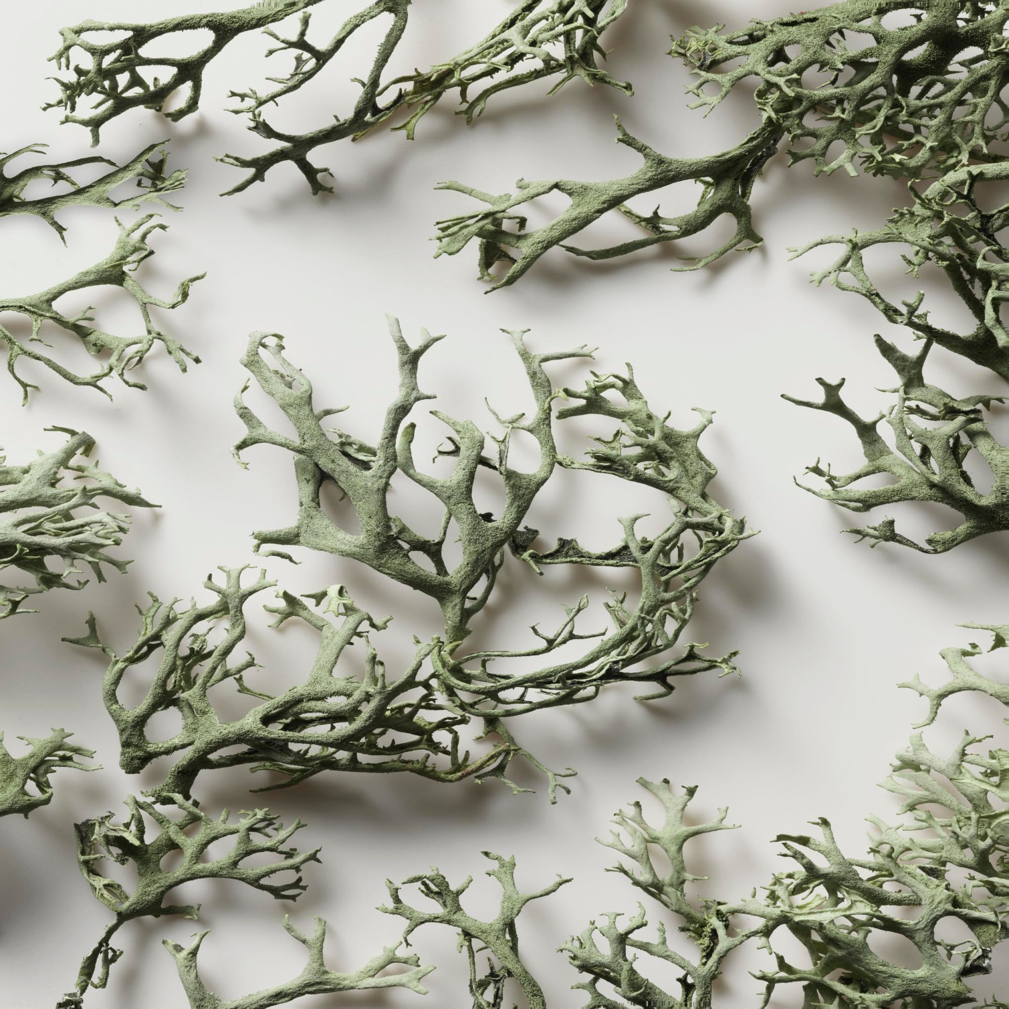 Nahaufnahme von hellgrünen, verzweigten Pflanzen auf weißem Hintergrund. Mehrere Pflanzen bilden ein Muster.